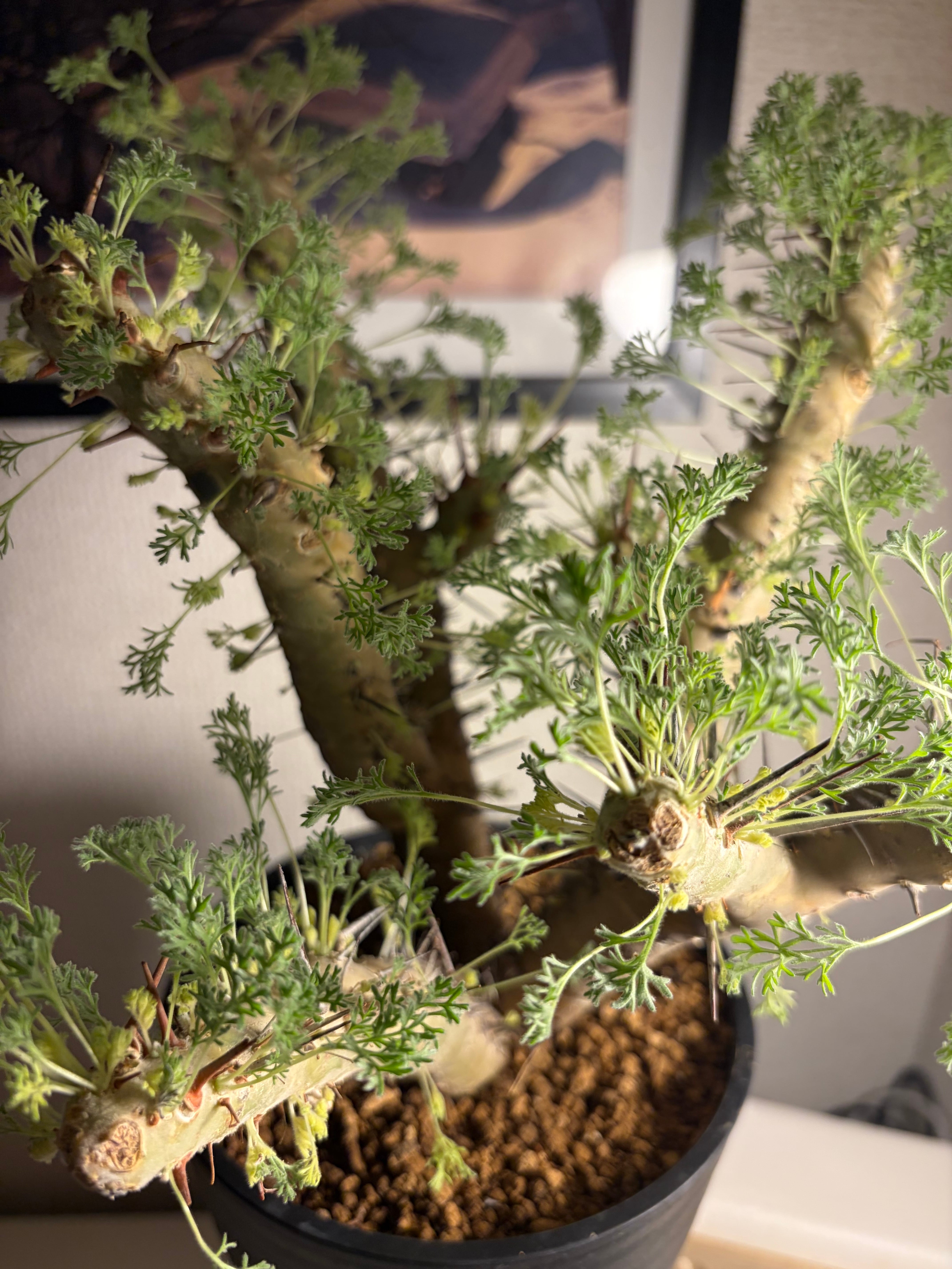 モンソニア クラシカウレ 塊根植物 コミフォラ ケラリア フォークイエリア モンソニア クラシカウレ 塊根植物 コミフォラ ケラリア フォークイ