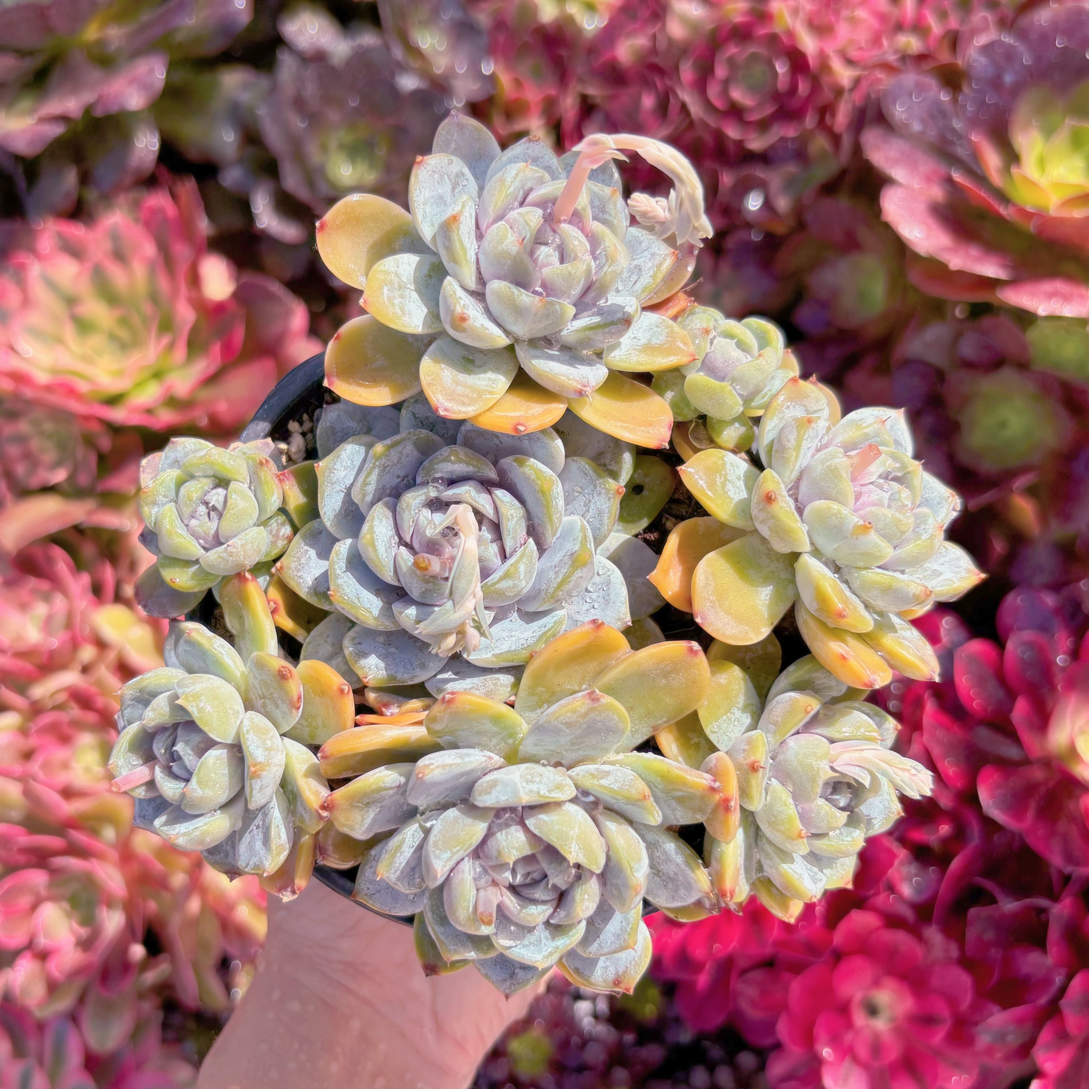 現品　雪兎#C53　大群生　るる農園