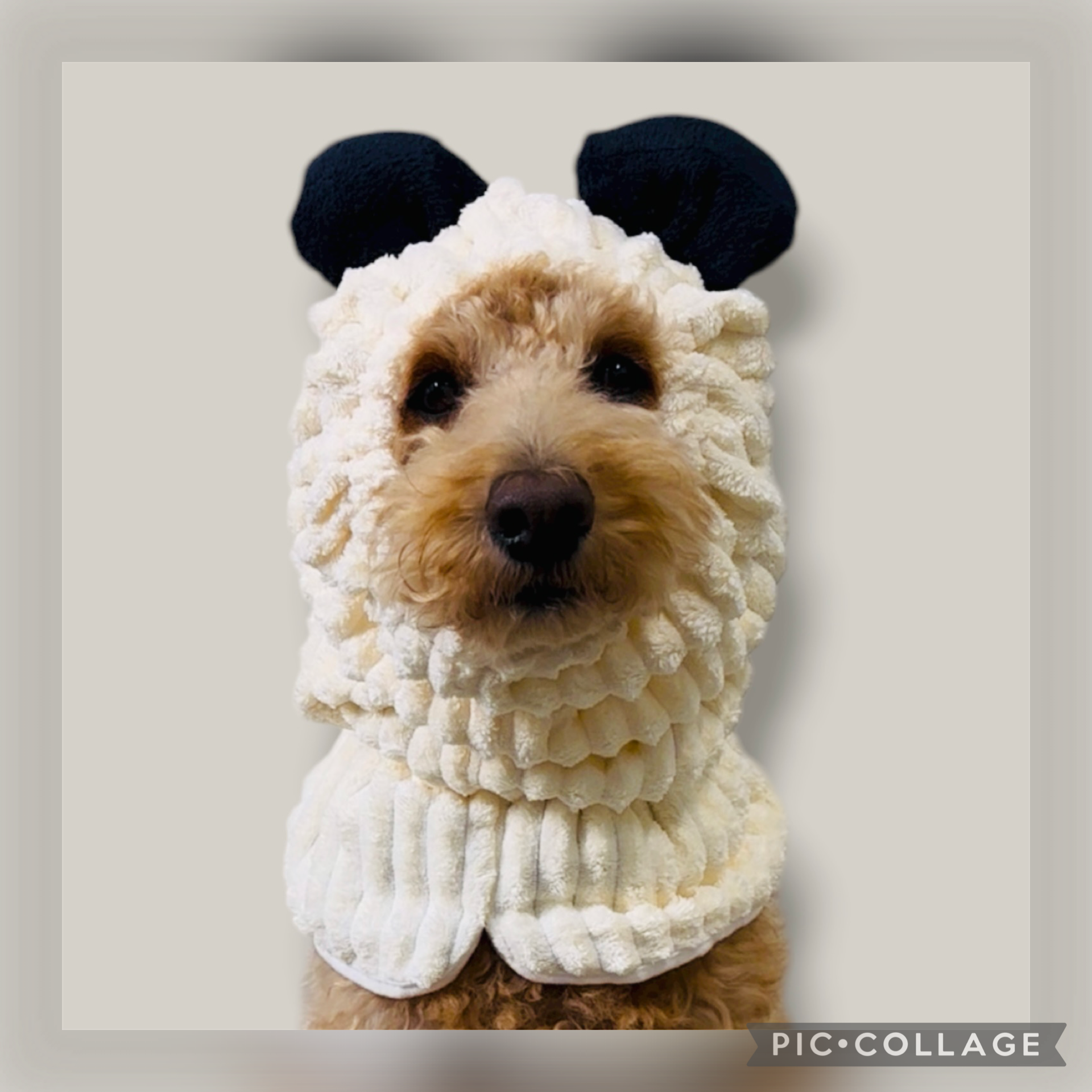 大型犬に使える生地 f8c95fdbad8dad0c882c3483511a01