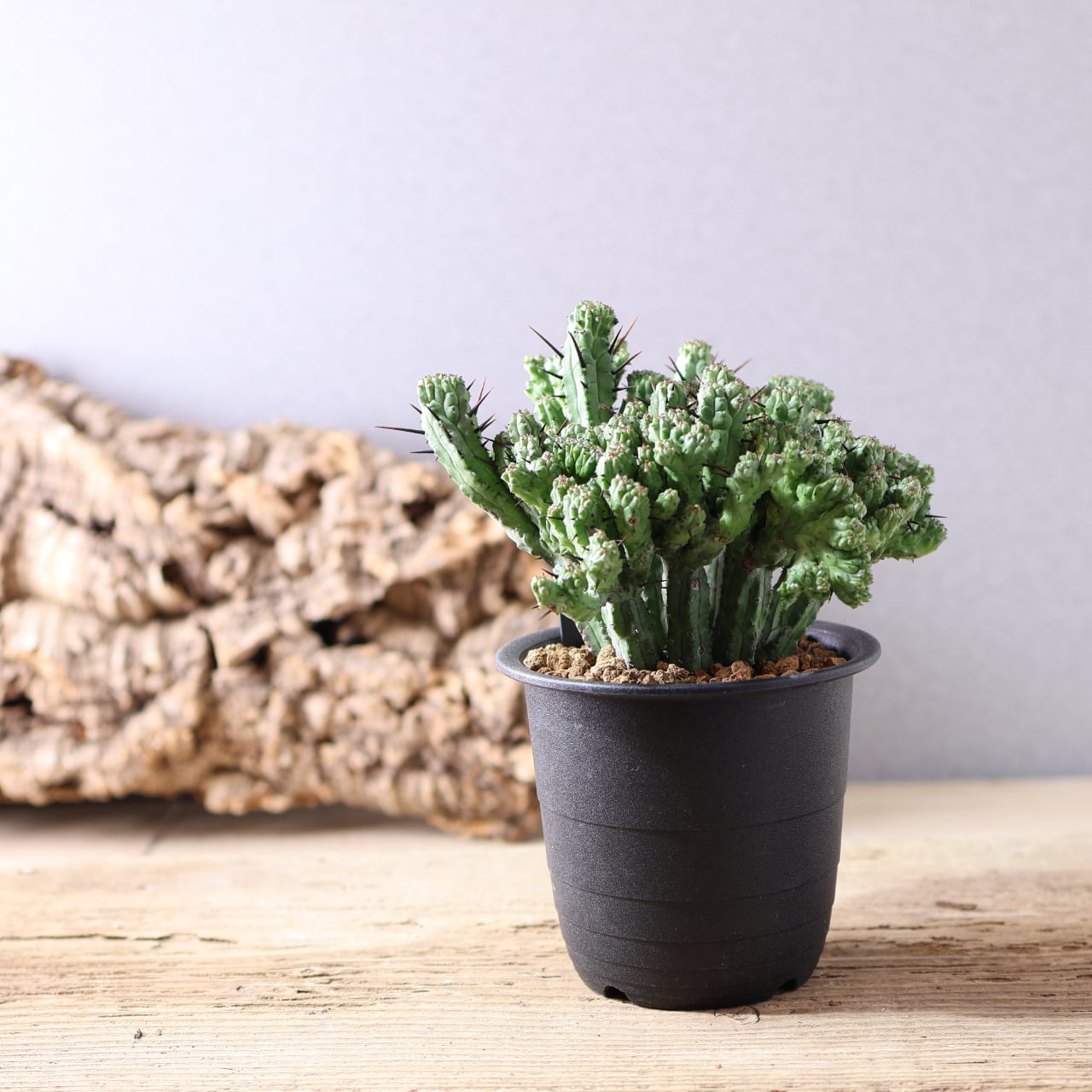 452 波打つ稜線『ユーフォルビア エノプラ クリスタータ 紅彩閣』観葉