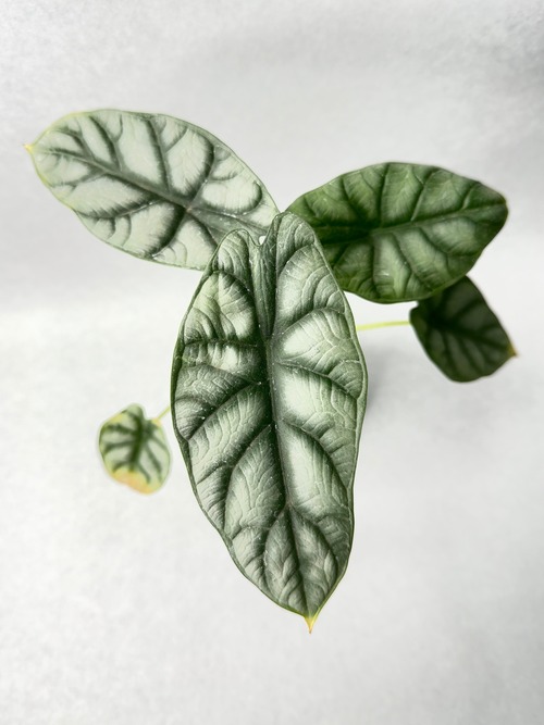 アロカシア・シルバードラゴン