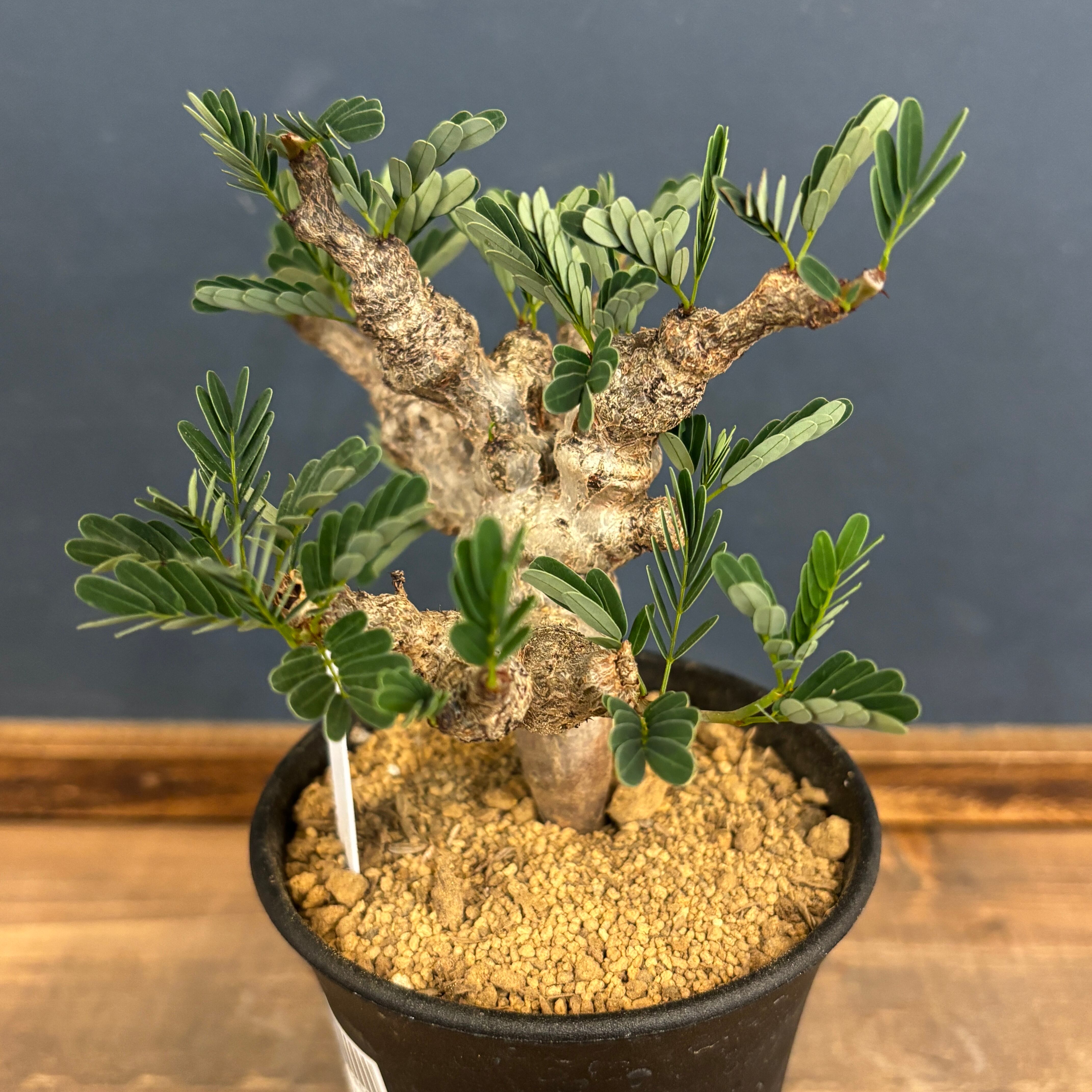 センナ メリディオナリス【520】 | PROTOLEAF プロトリーフ