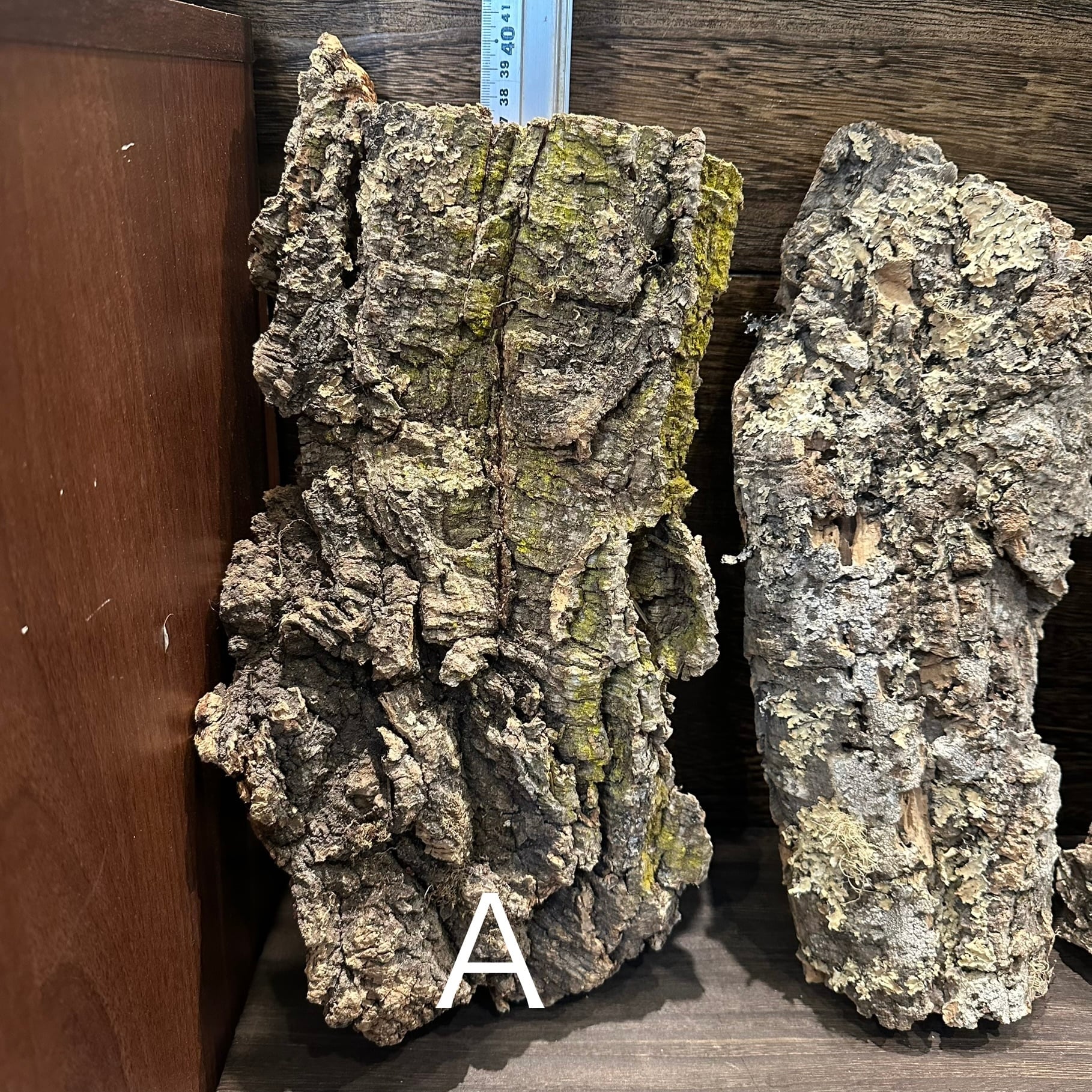 バージンコルク⑥⑦⑧ ビカクシダ