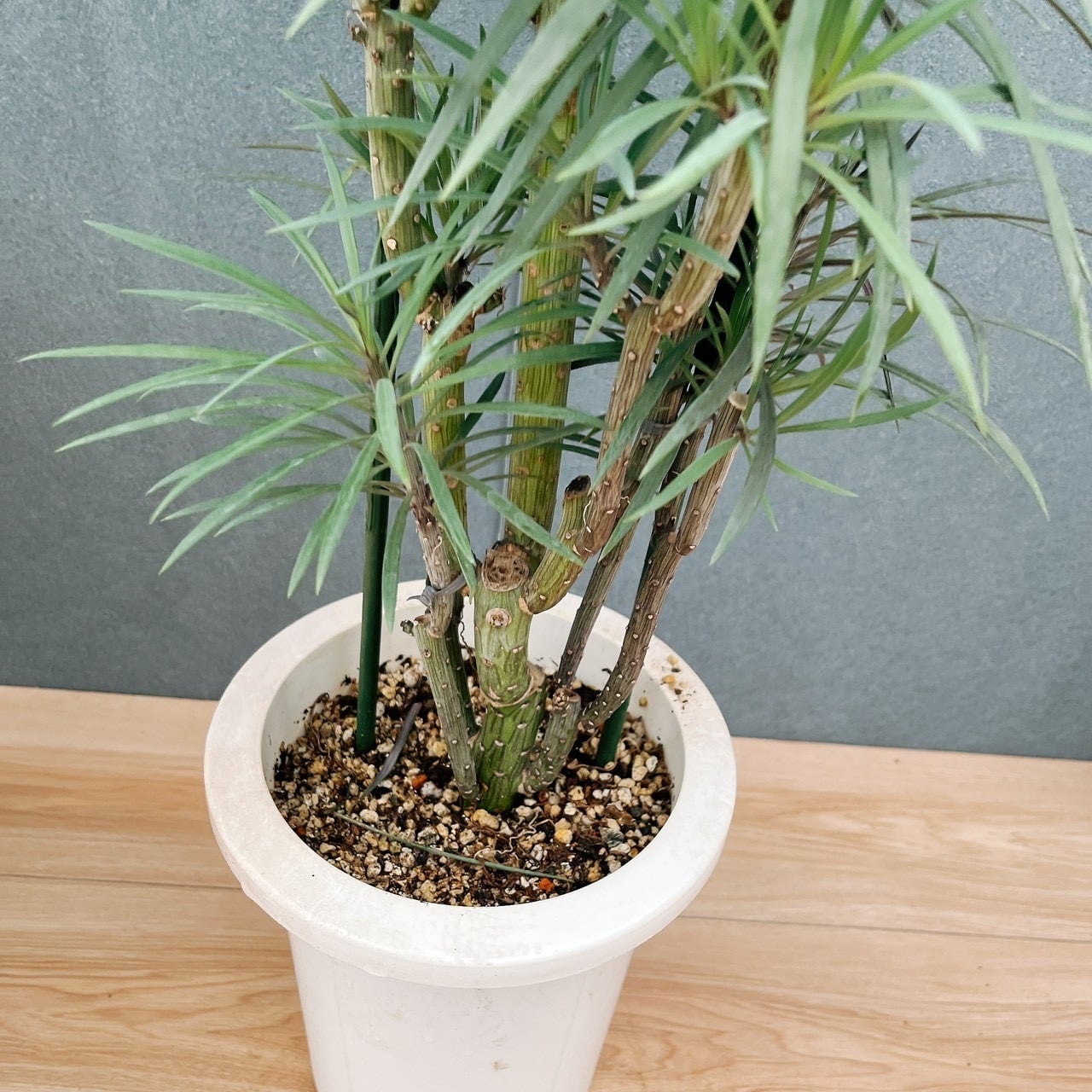 セネシオ　クレイニア　モンキーツリー　観葉植物　7号　約105センチ 現品］☆初入荷☆ 91番 セネシオ クレイニア モンキーツリー 7号 観葉