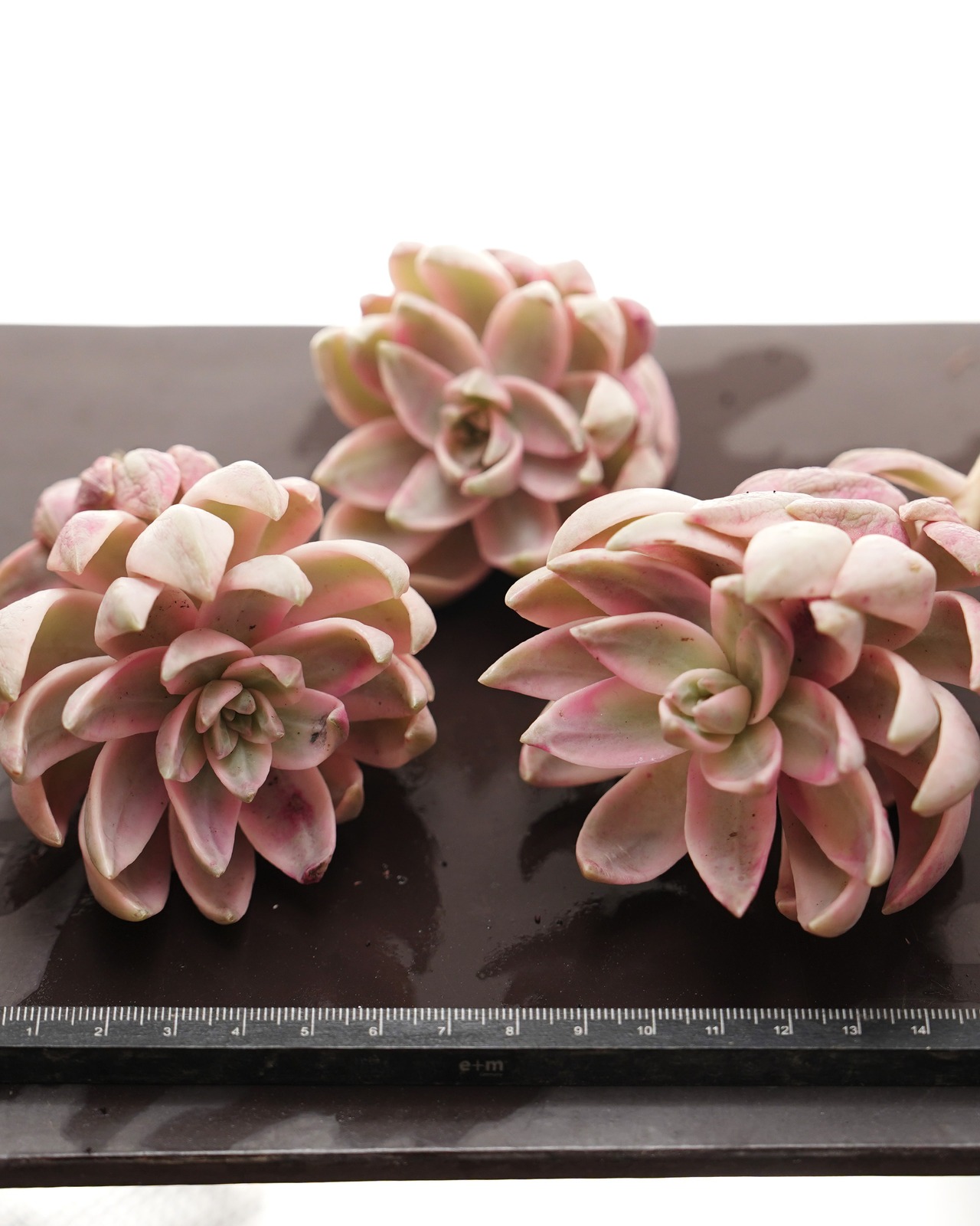 カット苗 プリン錦 【日本初上陸？！】 Graptopetalum 'Pudding' Variegated