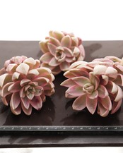 カット苗 プリン錦 【日本初上陸？！】 Graptopetalum 'Pudding' Variegated