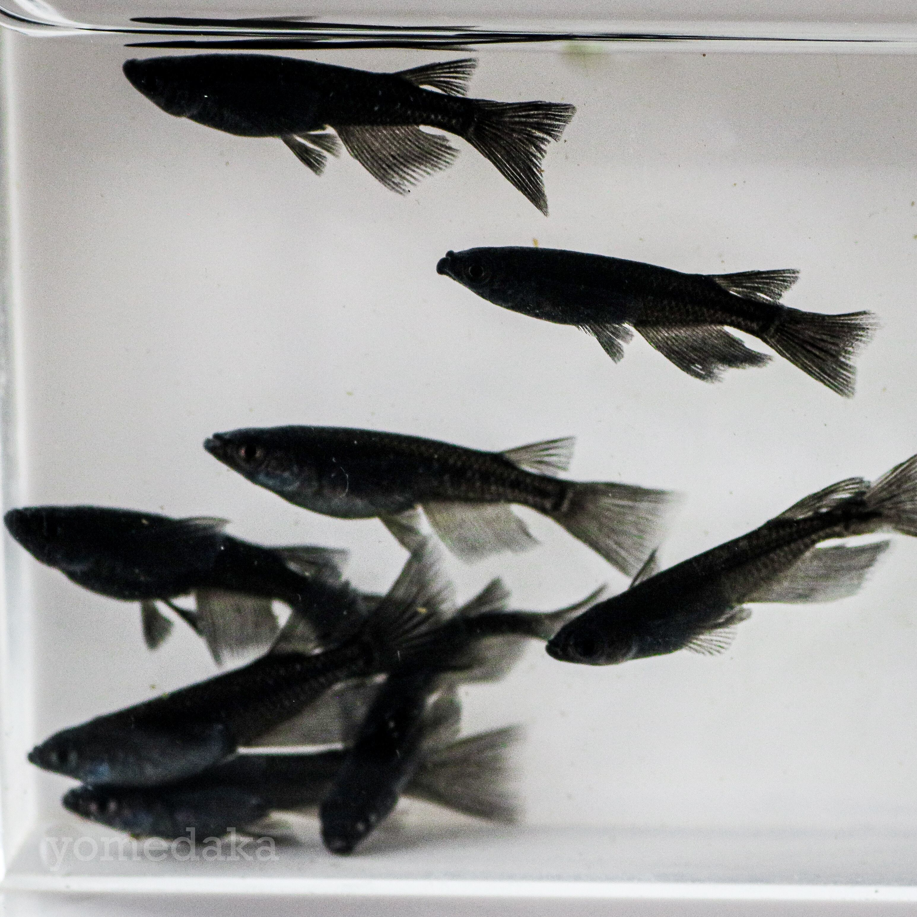 若魚 オロチリアルロングフィン 1ペア Yomedaka 若魚 オロチリアルロングフィン 1ペア Yomedaka