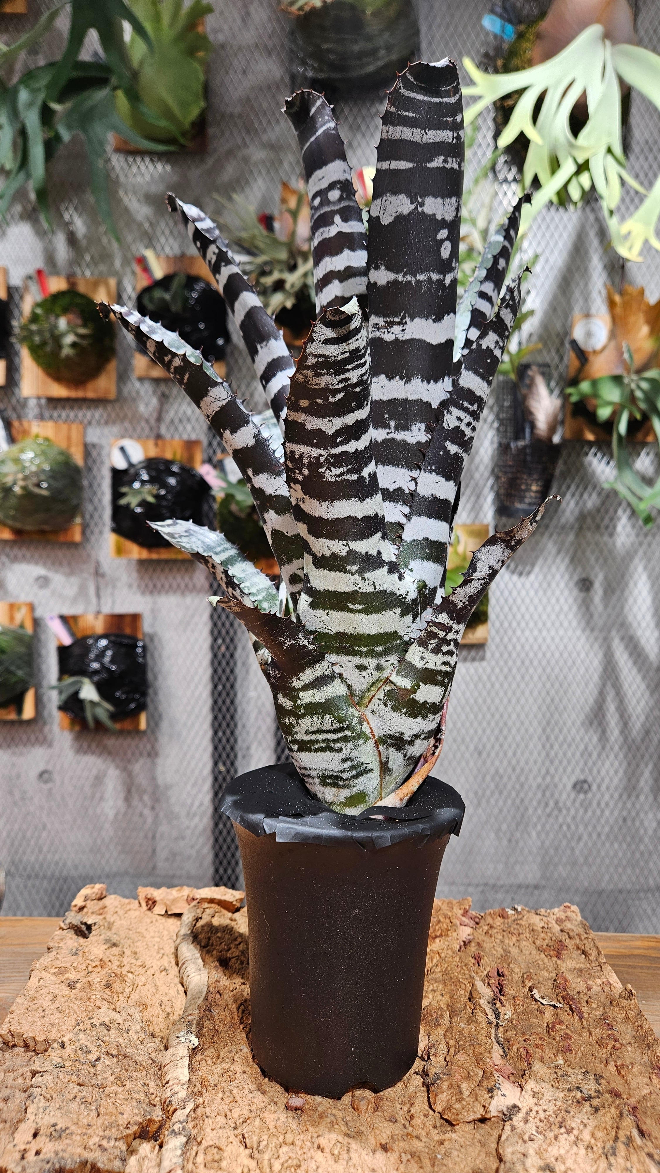 エクメア | artPLANTs （アートプランツ）