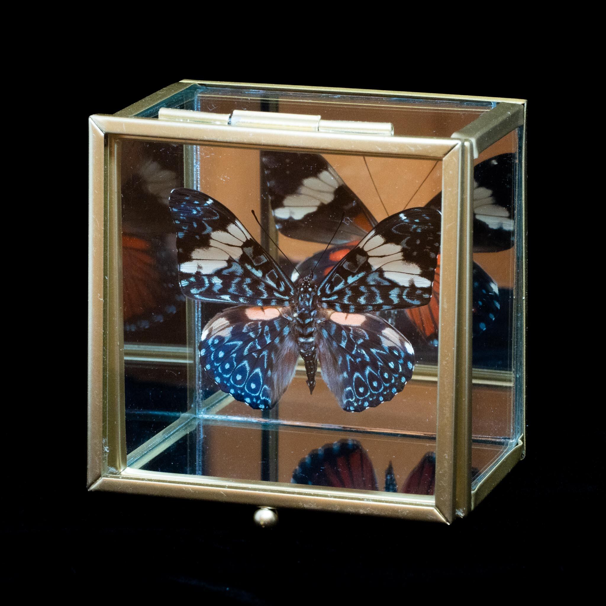アゲハ蝶　ブルメイアゲハ　標本　ガラスケース アゲハ蝶 ブルメイアゲハ 標本 ガラスケース 【公式通販】