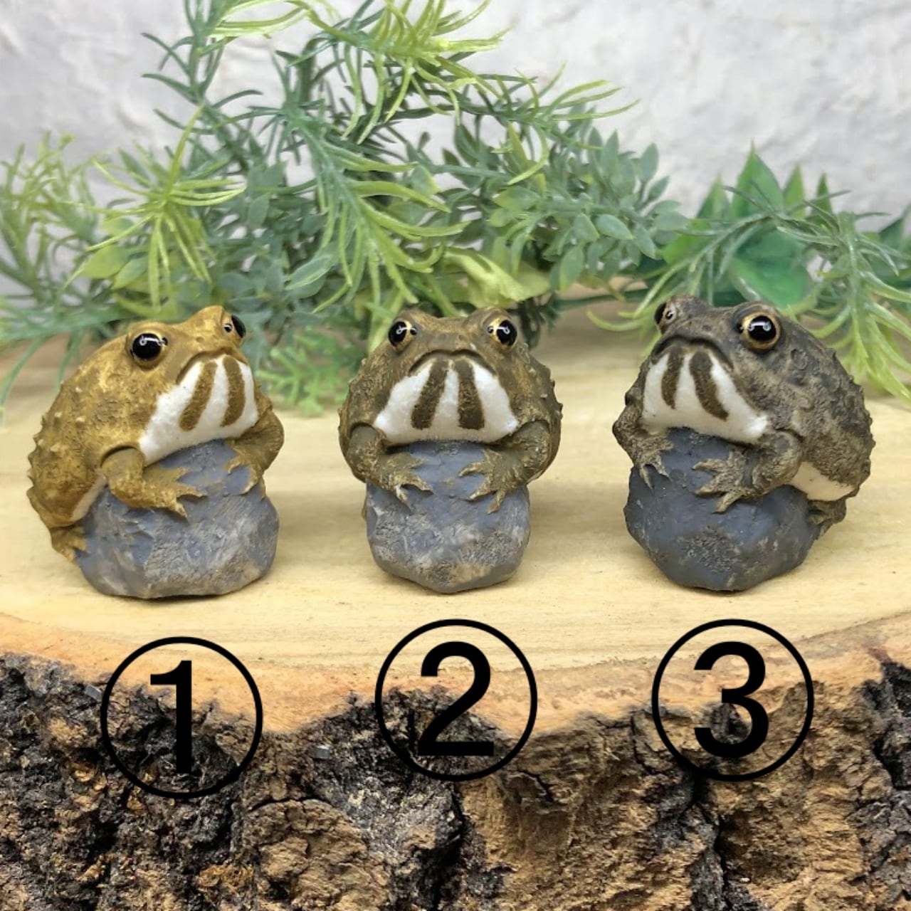 アメフクラガエル③