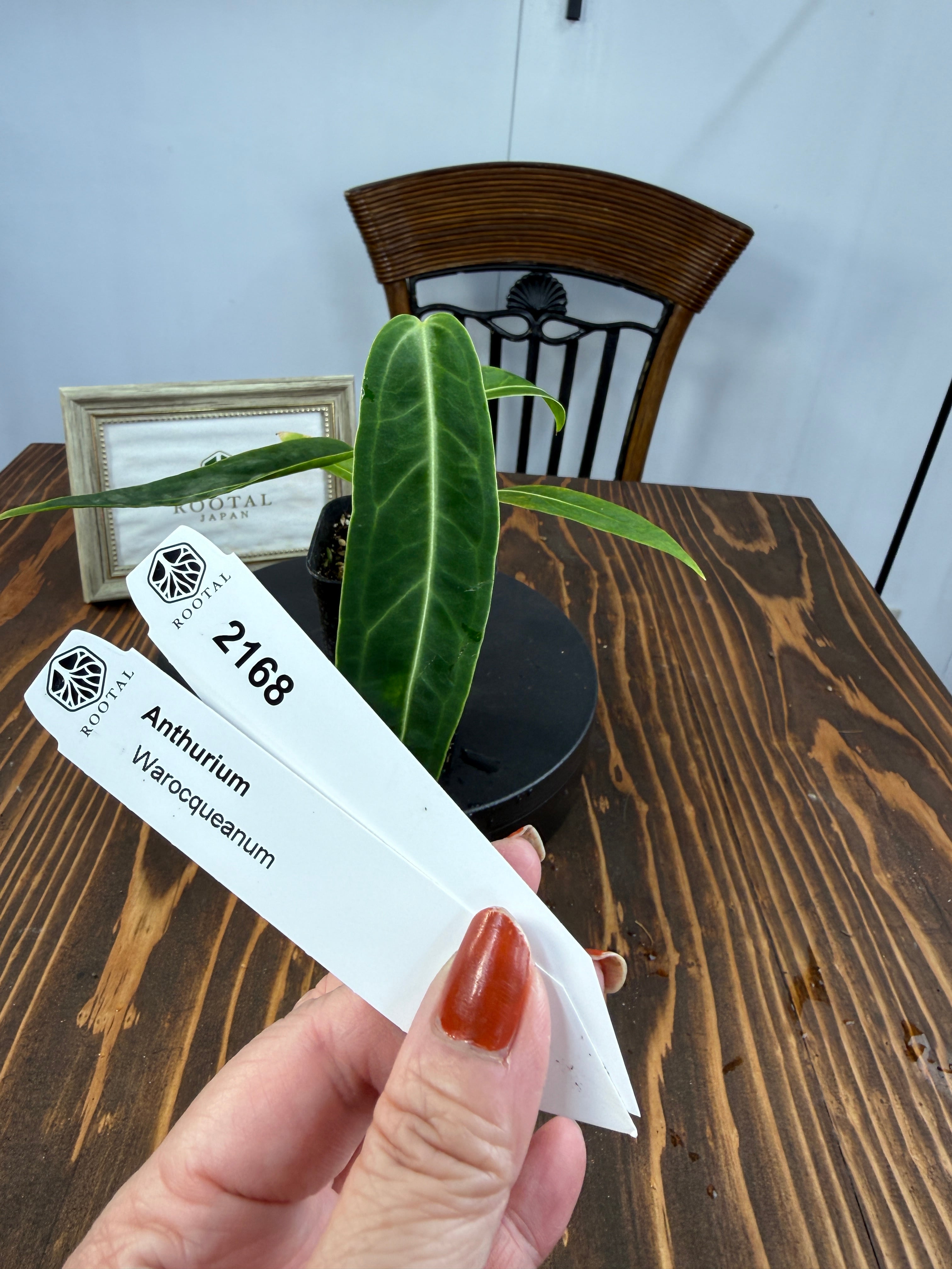 ★2168【愛情株】アンスリウム ワロクアナム(2.5号ロング硬質ポット)