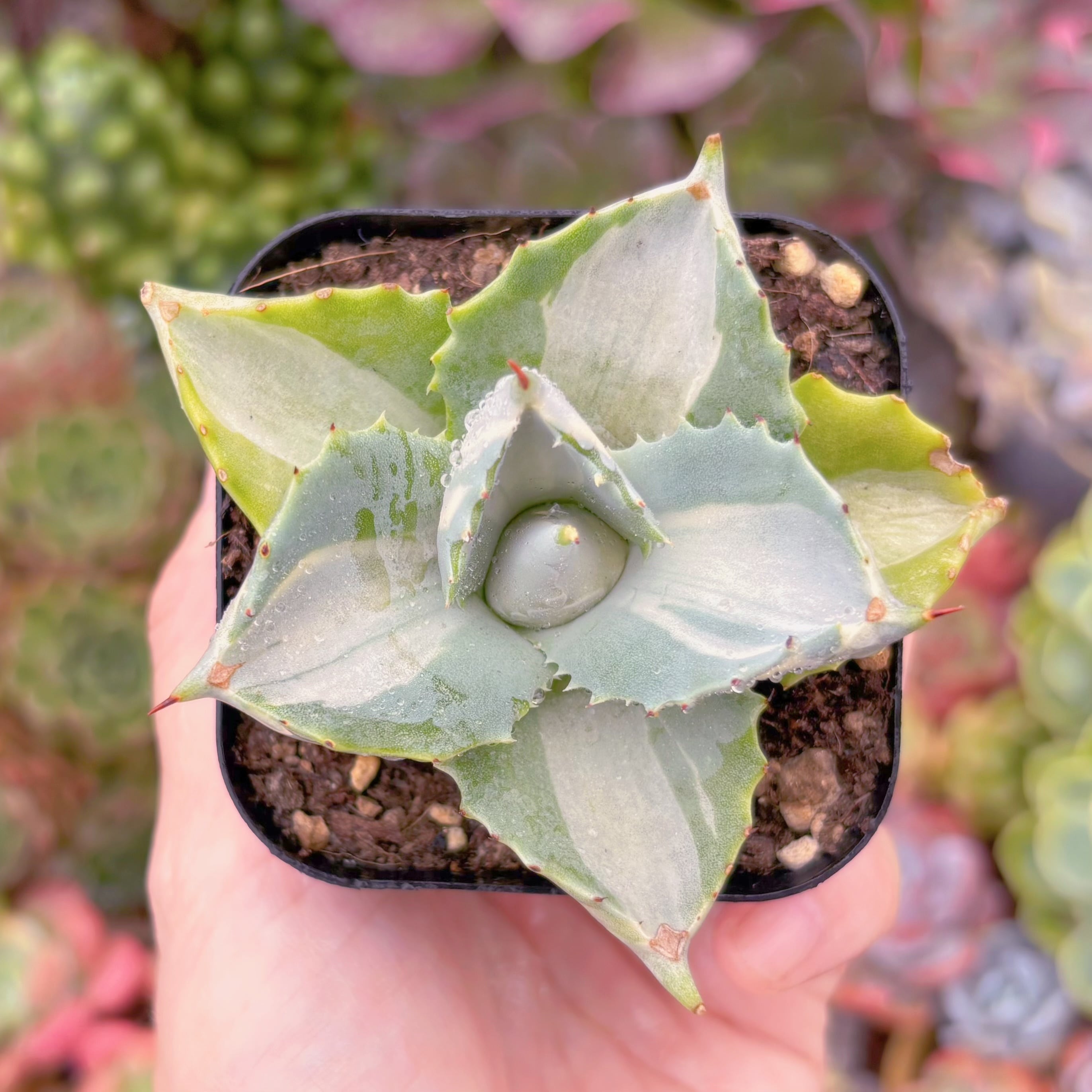 現品　王妃雷神錦#573　古株　るる農園