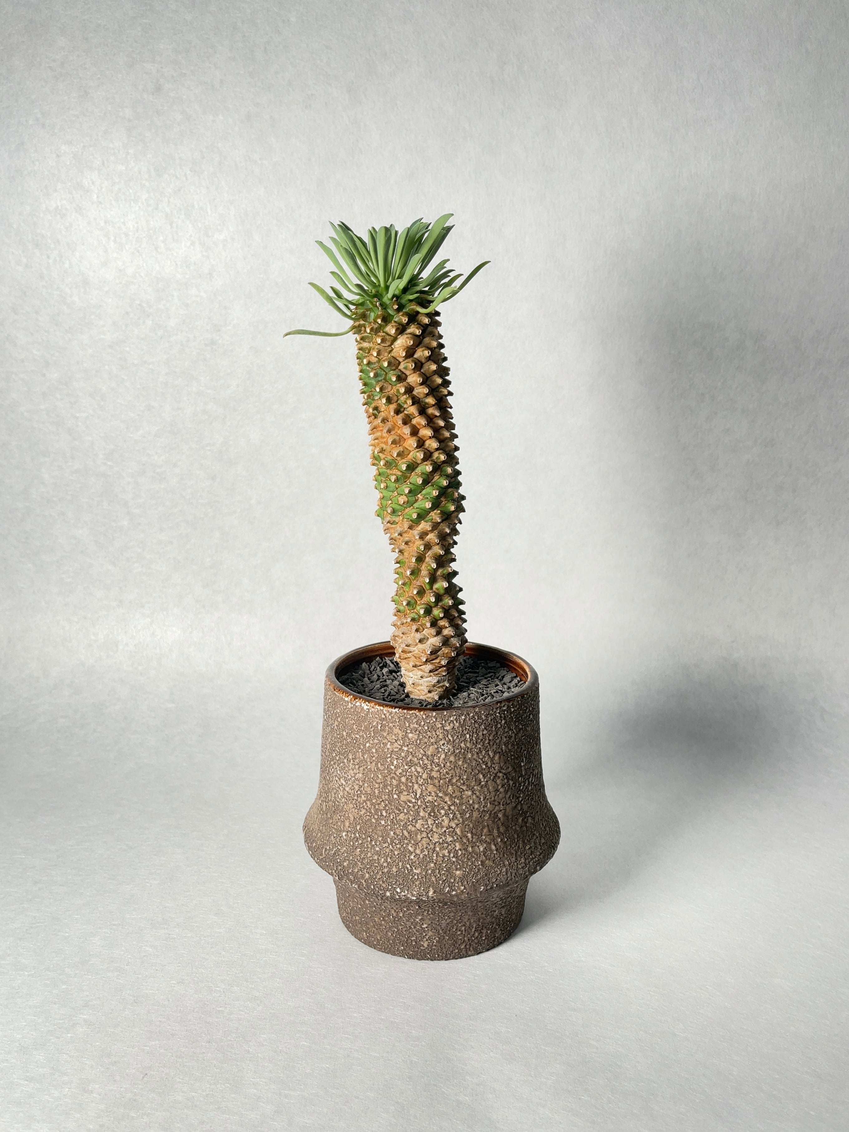 ユーフォルビア・怪魔玉 | trigger