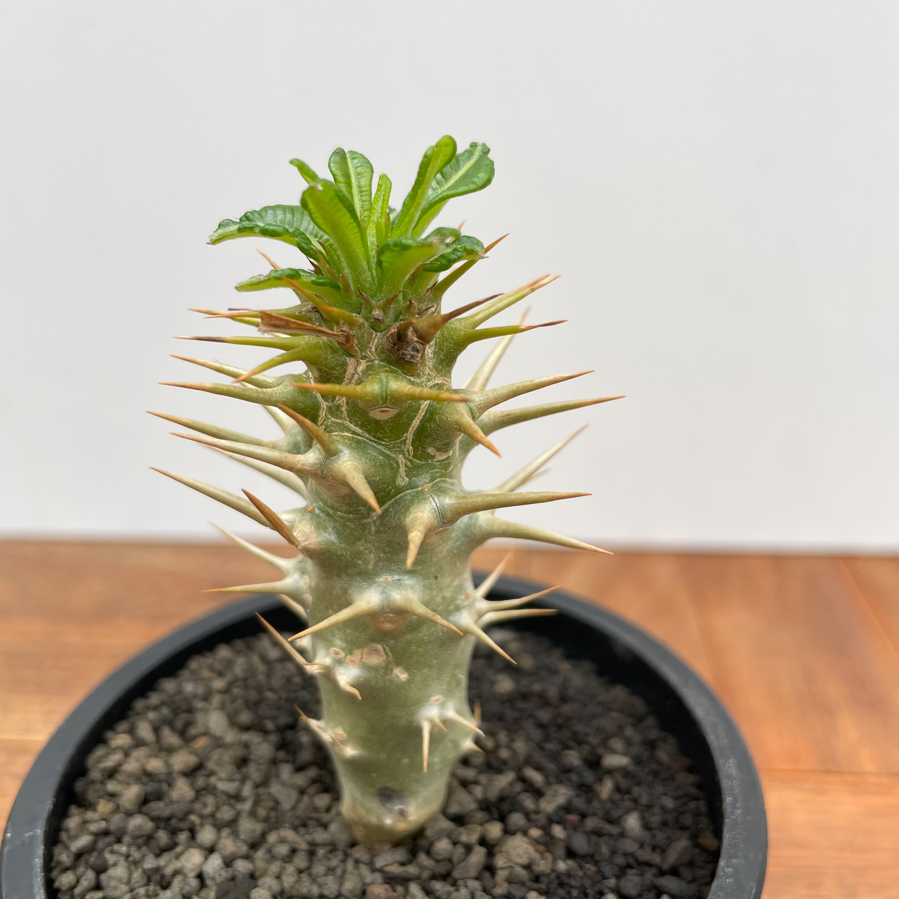 Pachypodium ambongense【パキポディウム・アンボンゲンセ・実生