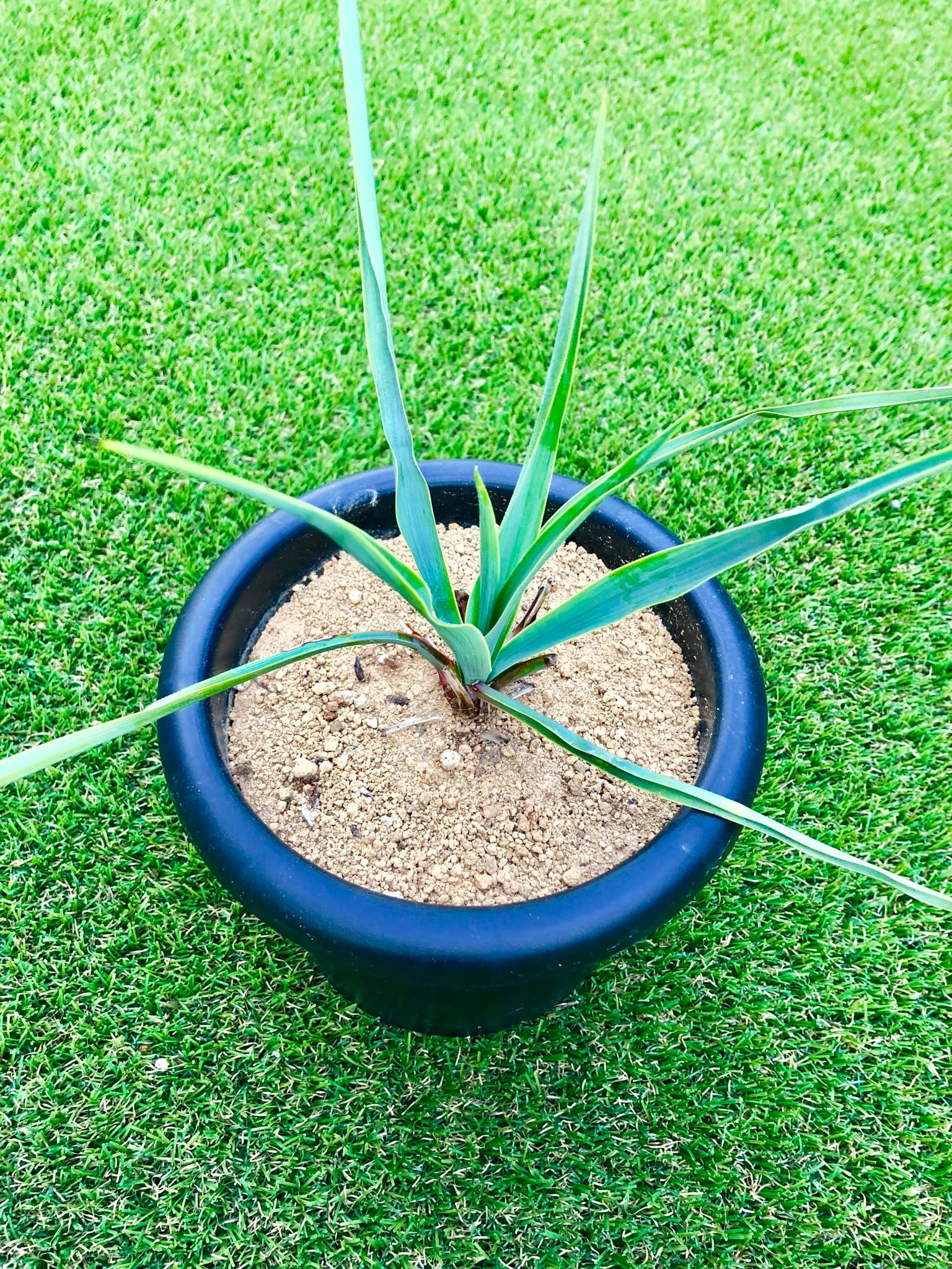 Yucca rigida ユッカ リギダ | plants MARU ーサボテン・多肉植物のお店ー