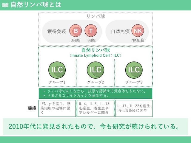 免疫学の基礎トレーニング「適応（獲得）免疫系」