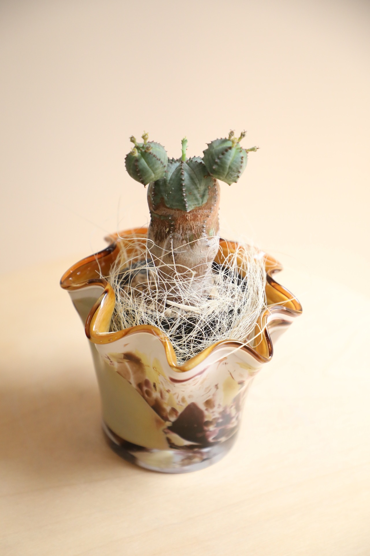 【S】オベサブロウ/Euphorbia obesa × sabrakia