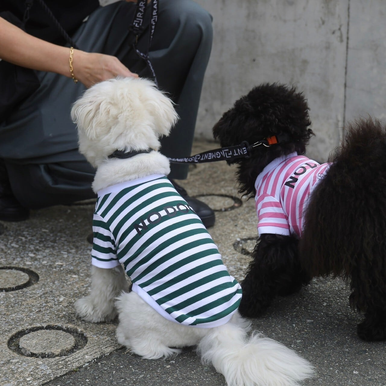 NO DOG 犬服カットソー半袖ボーダー（グリーン・ピンク） | NO COFFEE