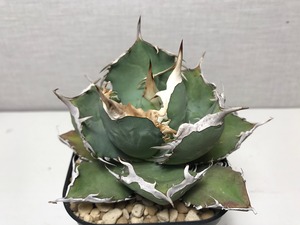 アガベ チタノタ '牛羚'（ギュウレイ）