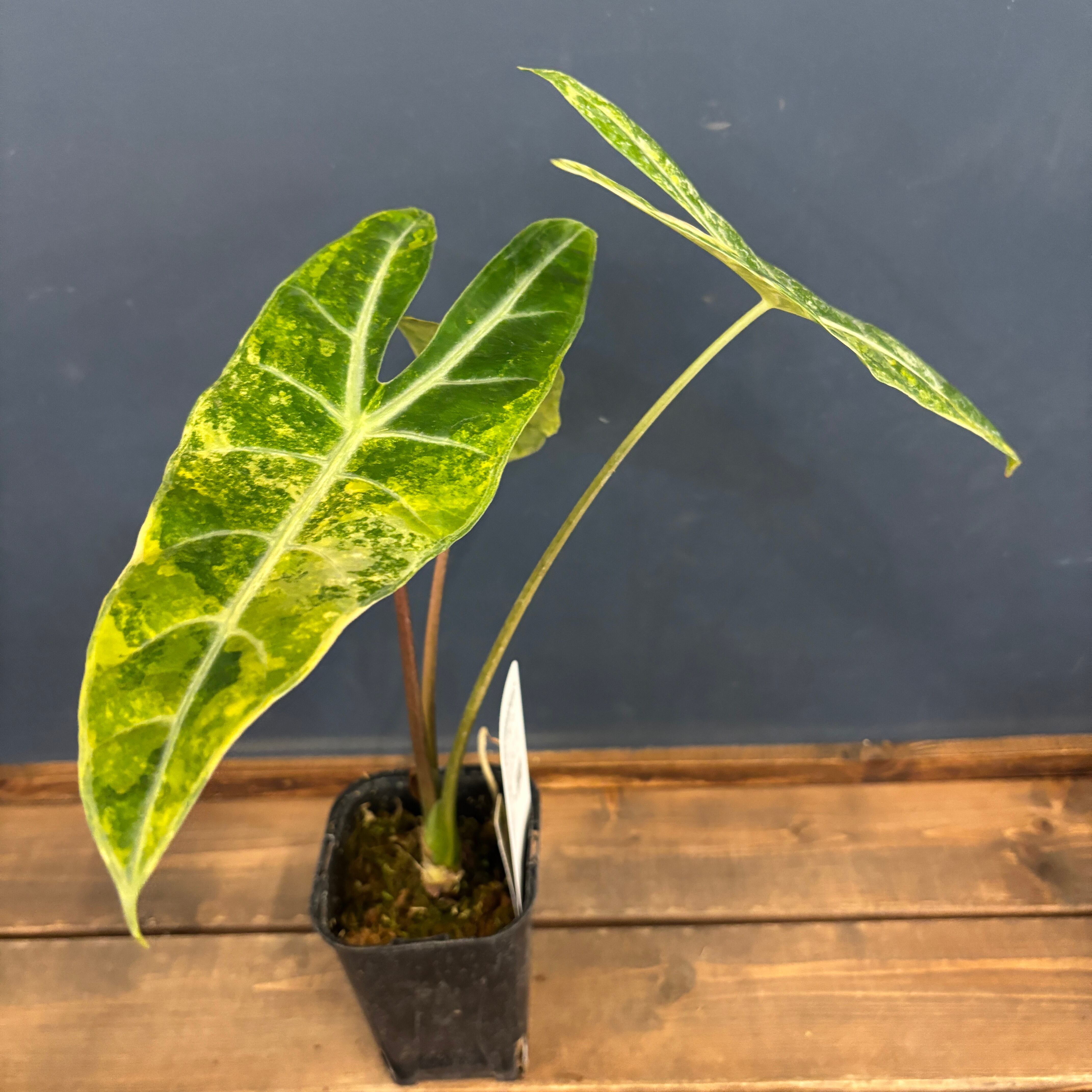 アロカシア ロンギロバ オーレア バリエガータ【590】 | PROTOLEAF