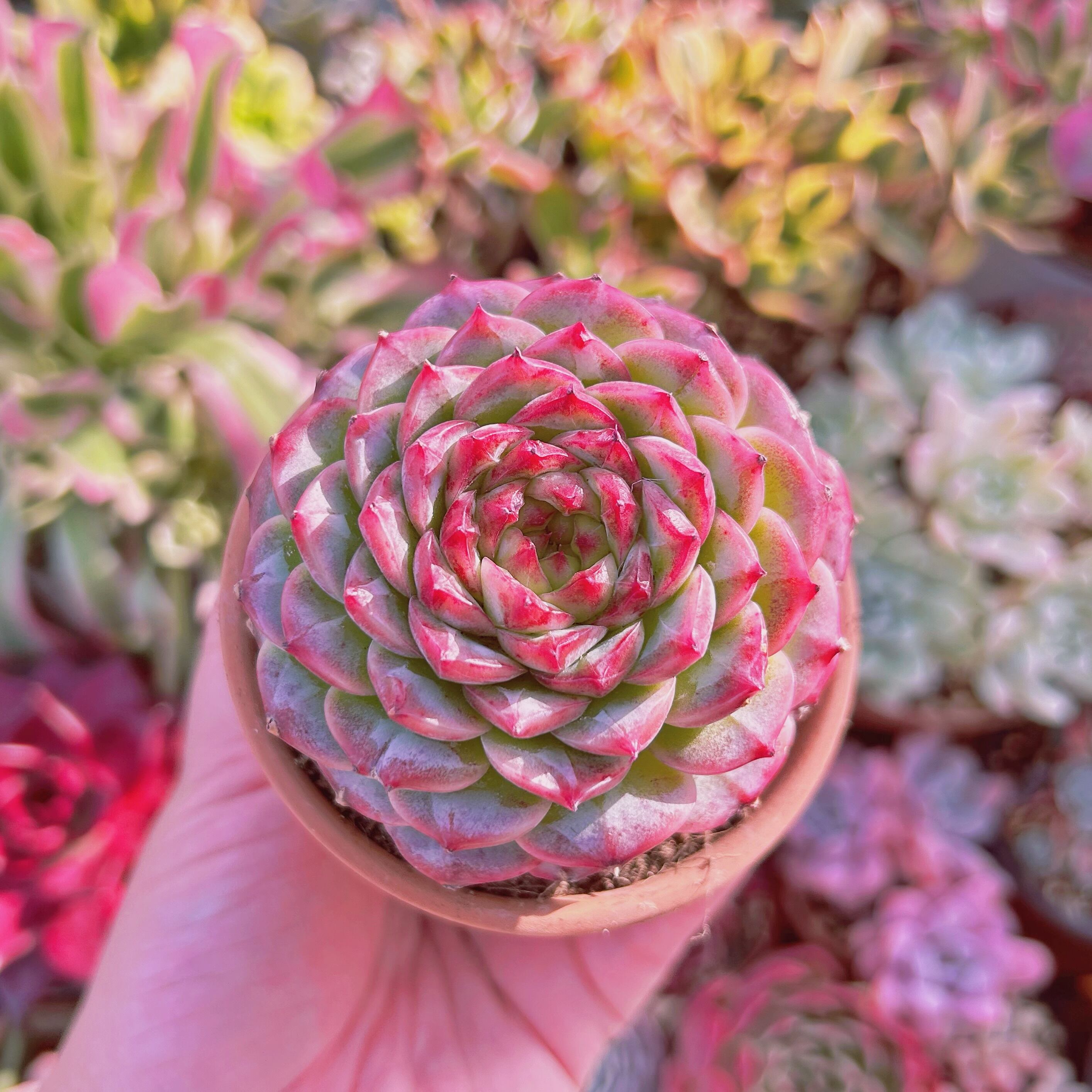 多肉植物　Echeveria   ジャムハート　特大苗