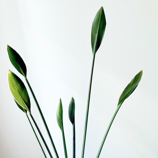 《希少》ノンリーフ ストレリチア ユンケア 観葉植物 calm cafe 室内