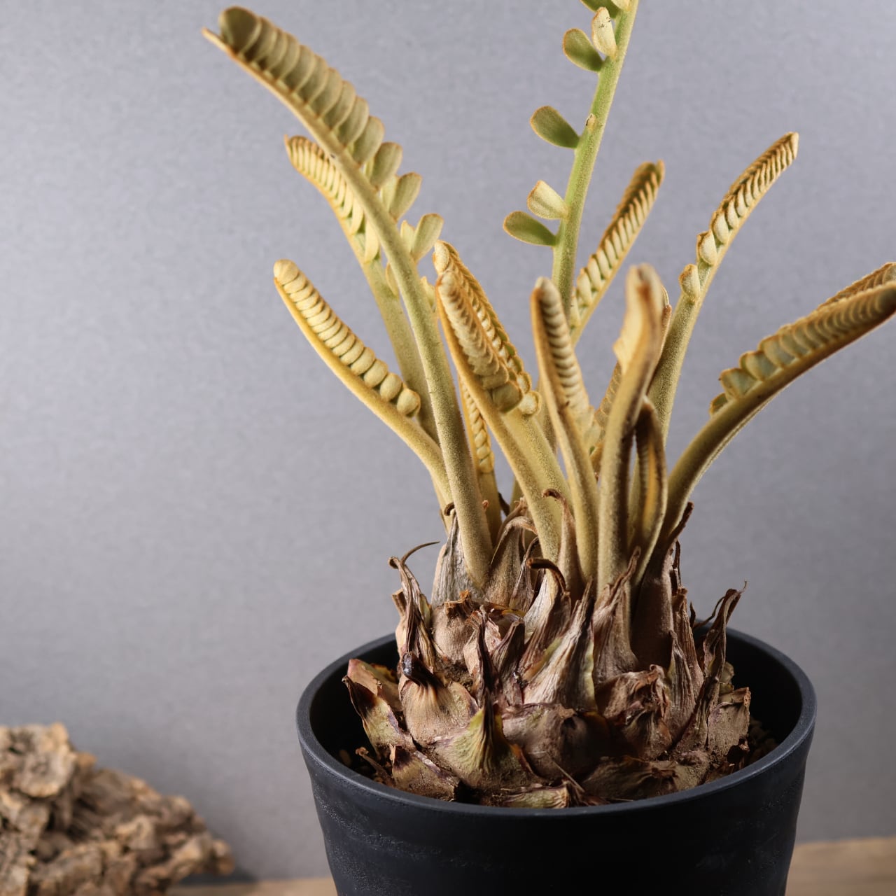 685『ザミア』 観葉植物【送料無料】 | MARX PLANTS | 観葉植物・多肉