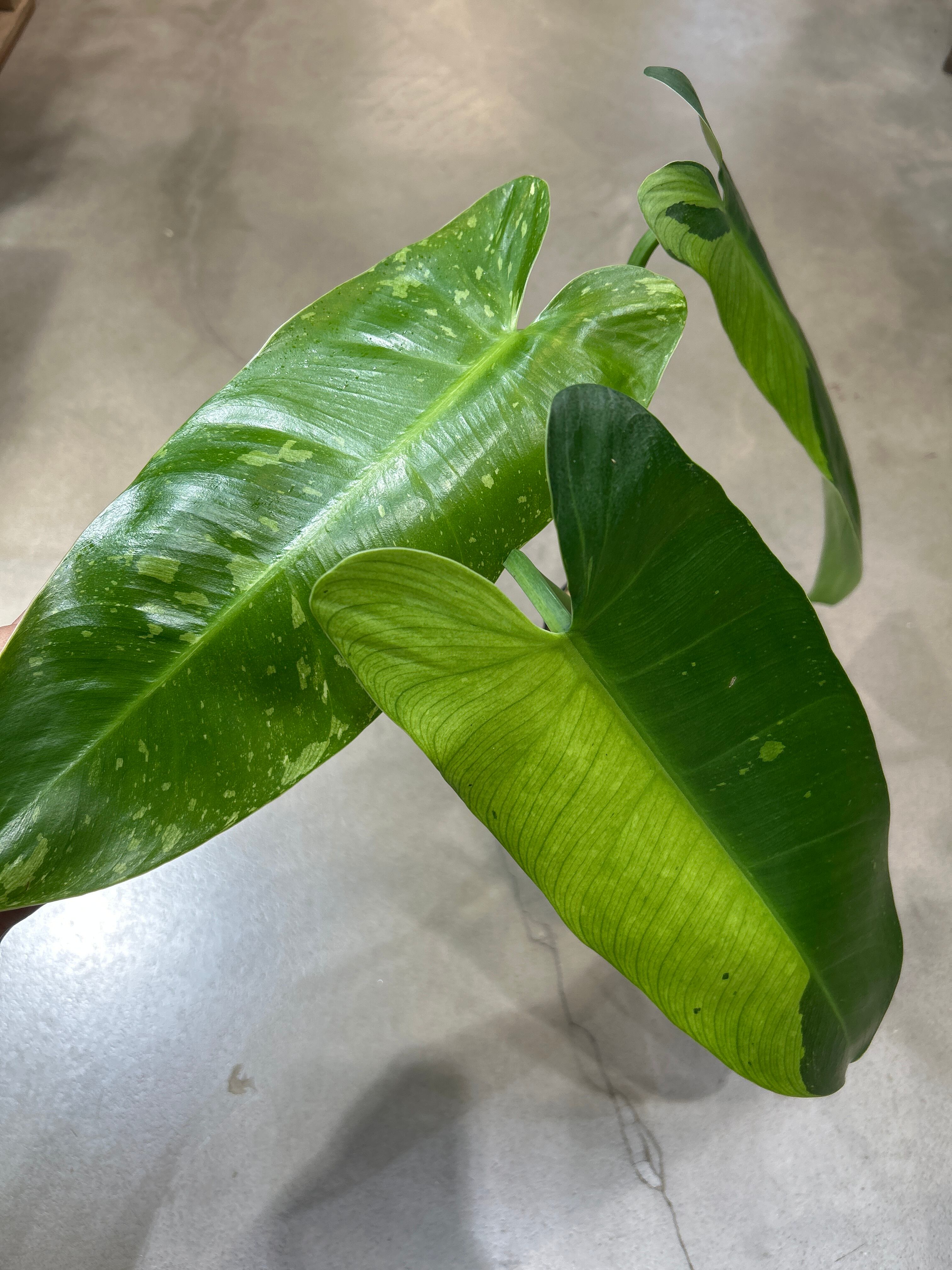 ホヤ グヌンガディン ゴースト | MIDORIYA 観葉植物専門店