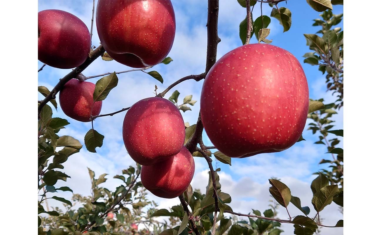 ラ・フランス、サンふじの詰め合わせ５kg