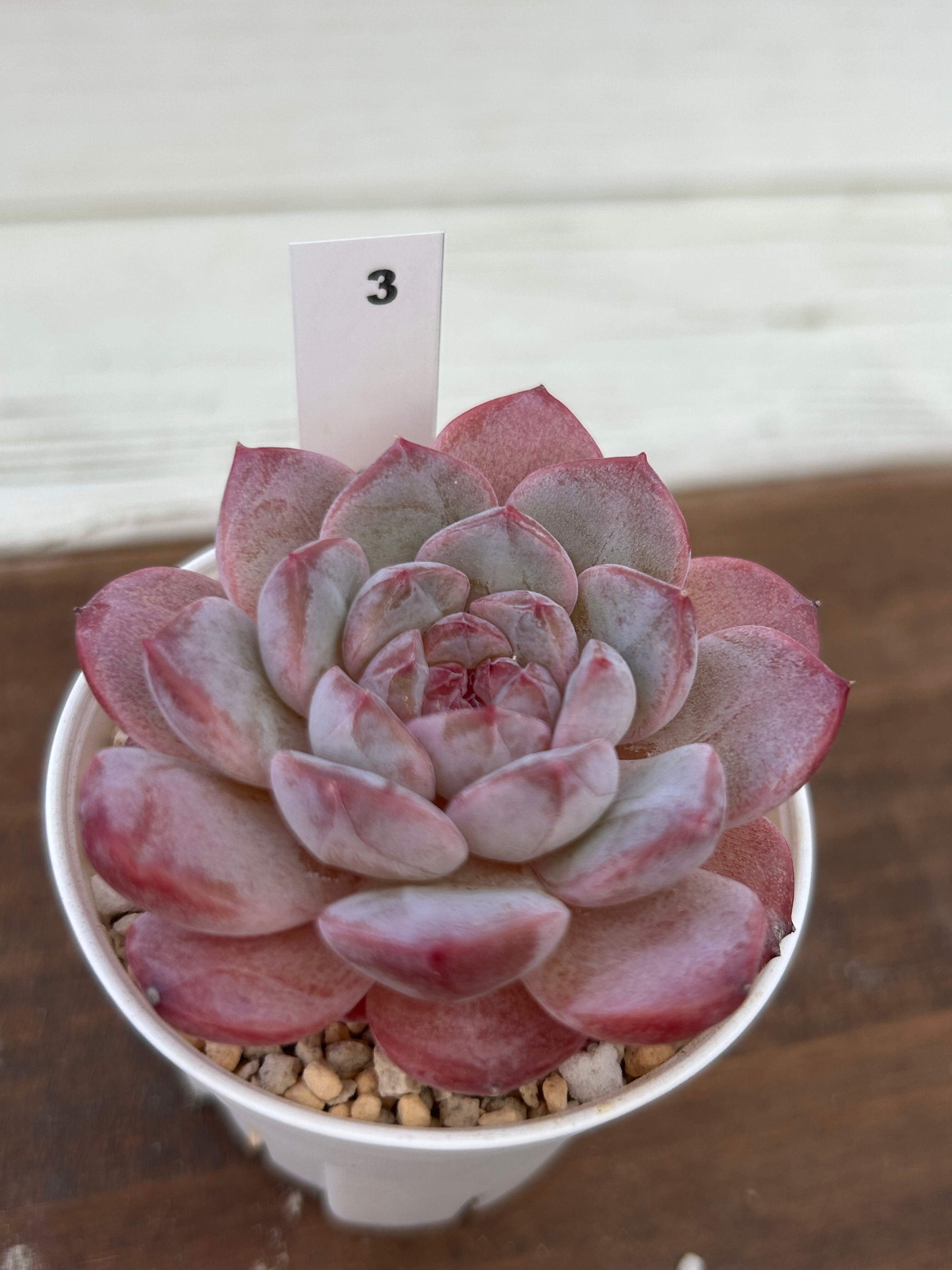 輸入苗 ☆アメイジンググレイス × スターマーク No.3