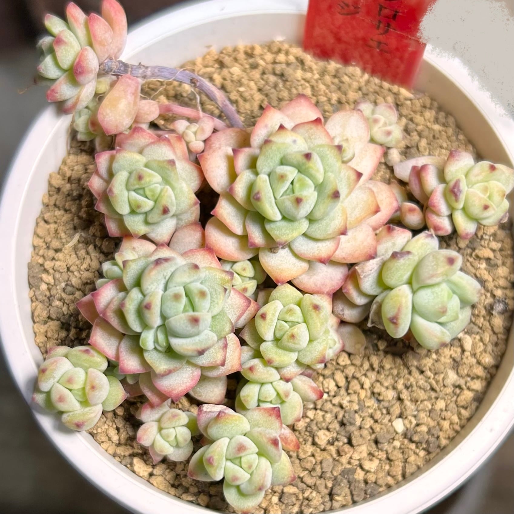 水蜜桃 アエオニウム | RuPo 多肉植物専門店