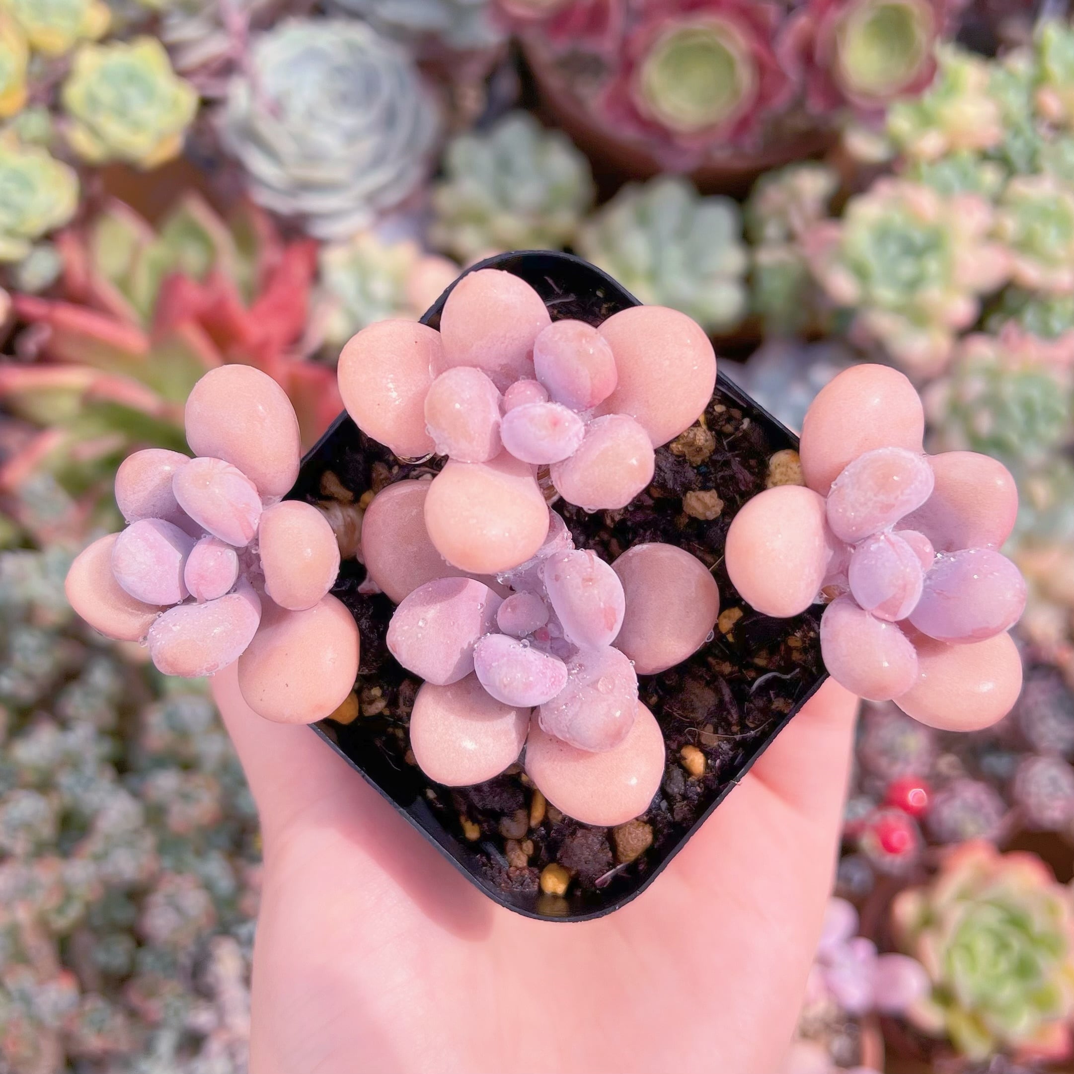 現品　桃卵#654　群生　るる農園