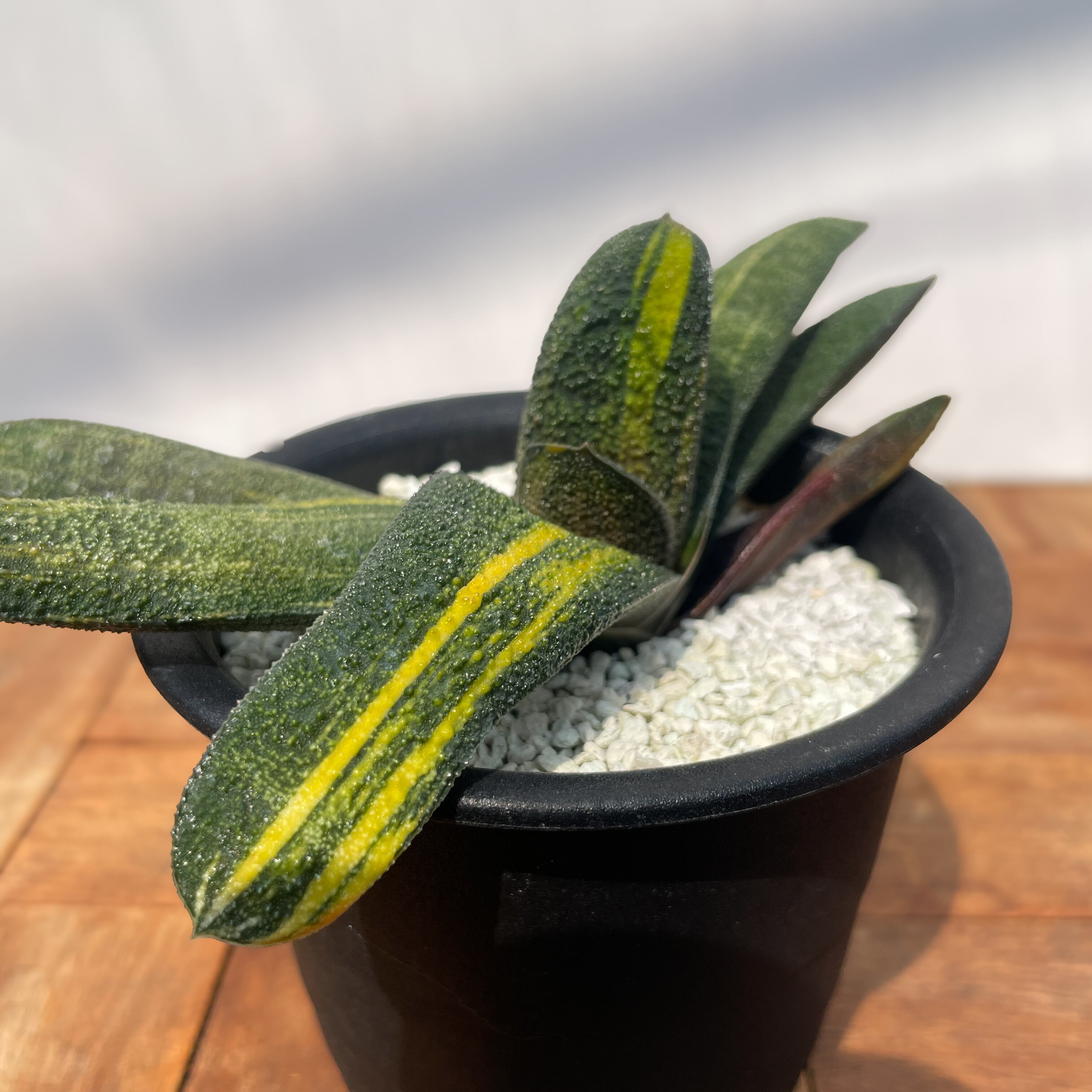 Gasteria batesiana var.'Kokuouten' 【ガステリア・黒鶯囀錦