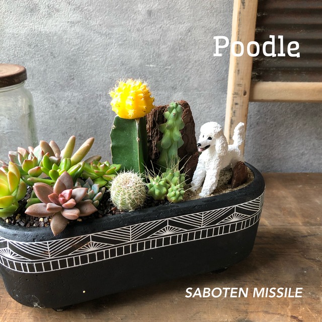 Poodle プードル