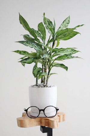 【S】アグラオネマ ピクタム エウレカ/Aglaonema  pictum