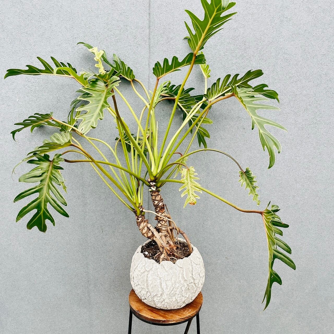 現品］34番 エバーフレッシュ 曲がり 9号 観葉植物 室内 大型 人気
