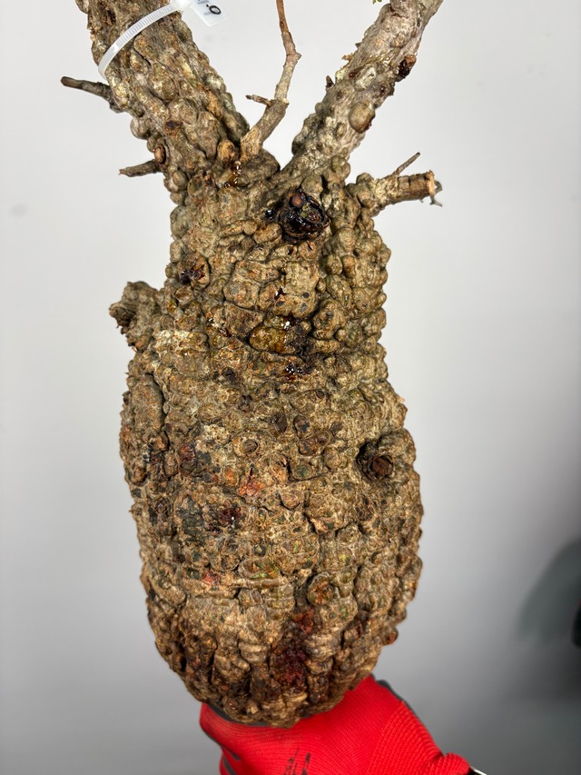 F149 現地発根株 オペルクリカリア パキプス 6/15 入荷 Operculicarya pachypus 塊根植物 現地球