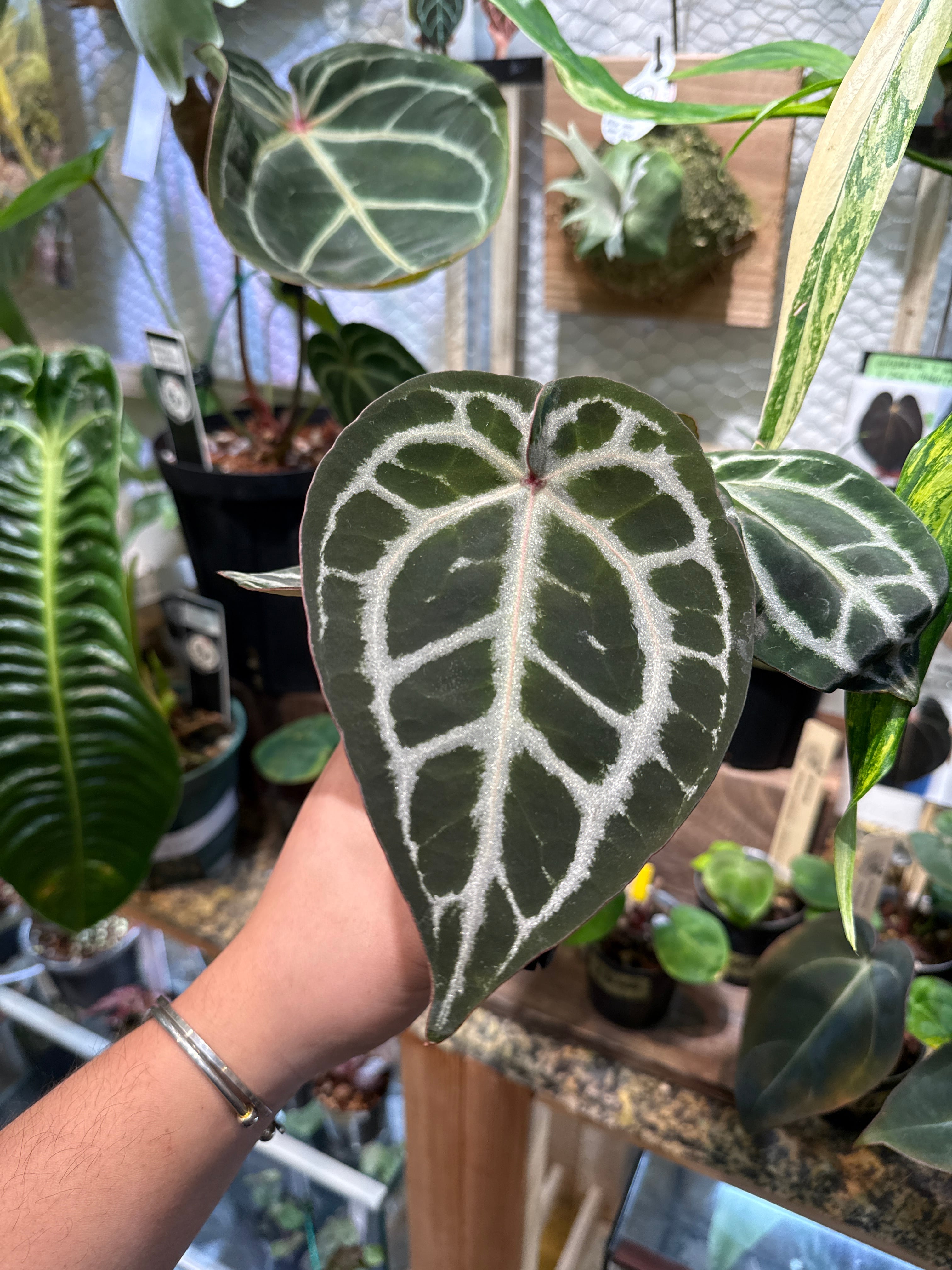 058 Anthurium 'Dorayakl Silver' x 'Angels Dream' x 'Red crystal