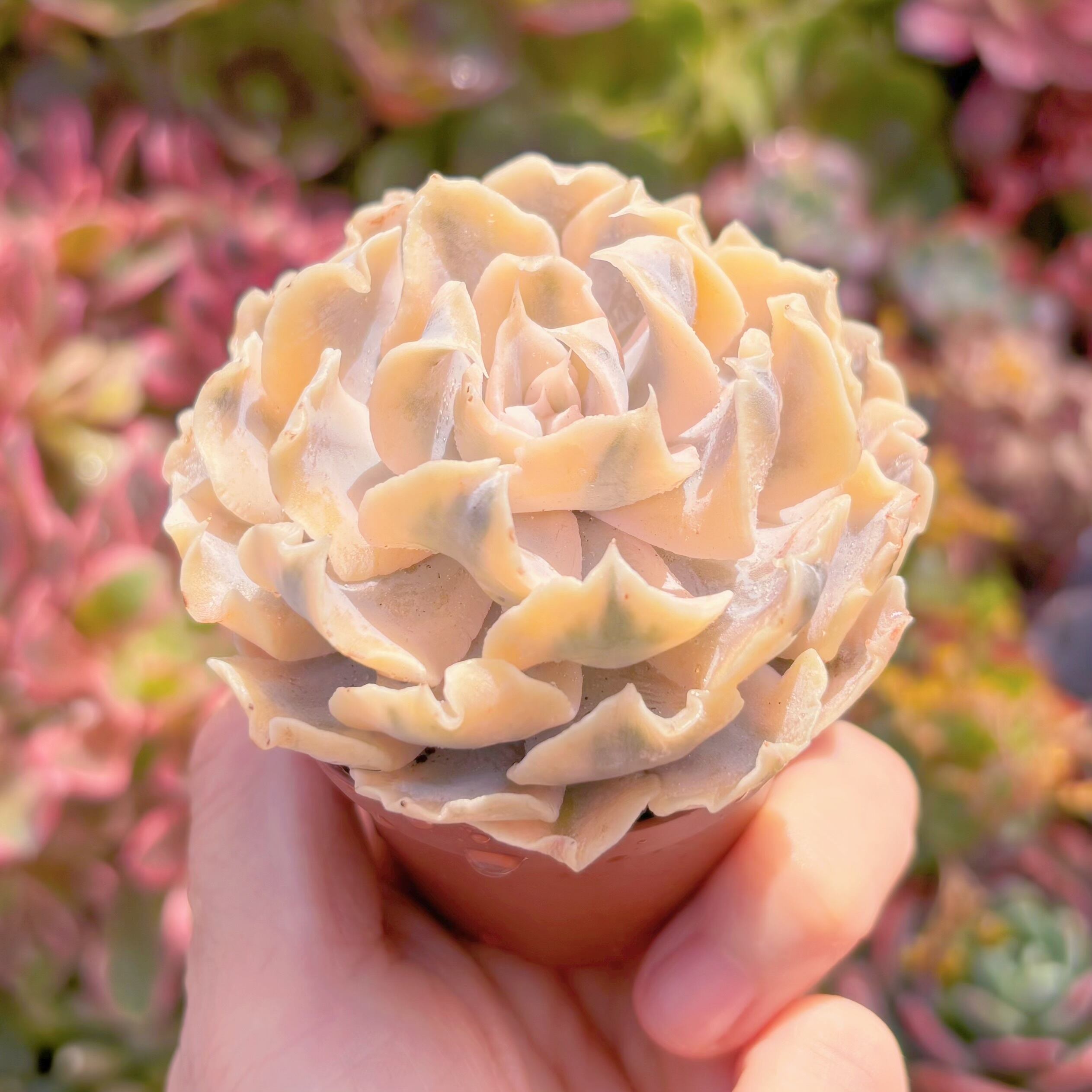 多肉植物 リベリア錦 新入荷 るる農園 | るる農園~多肉植物専門