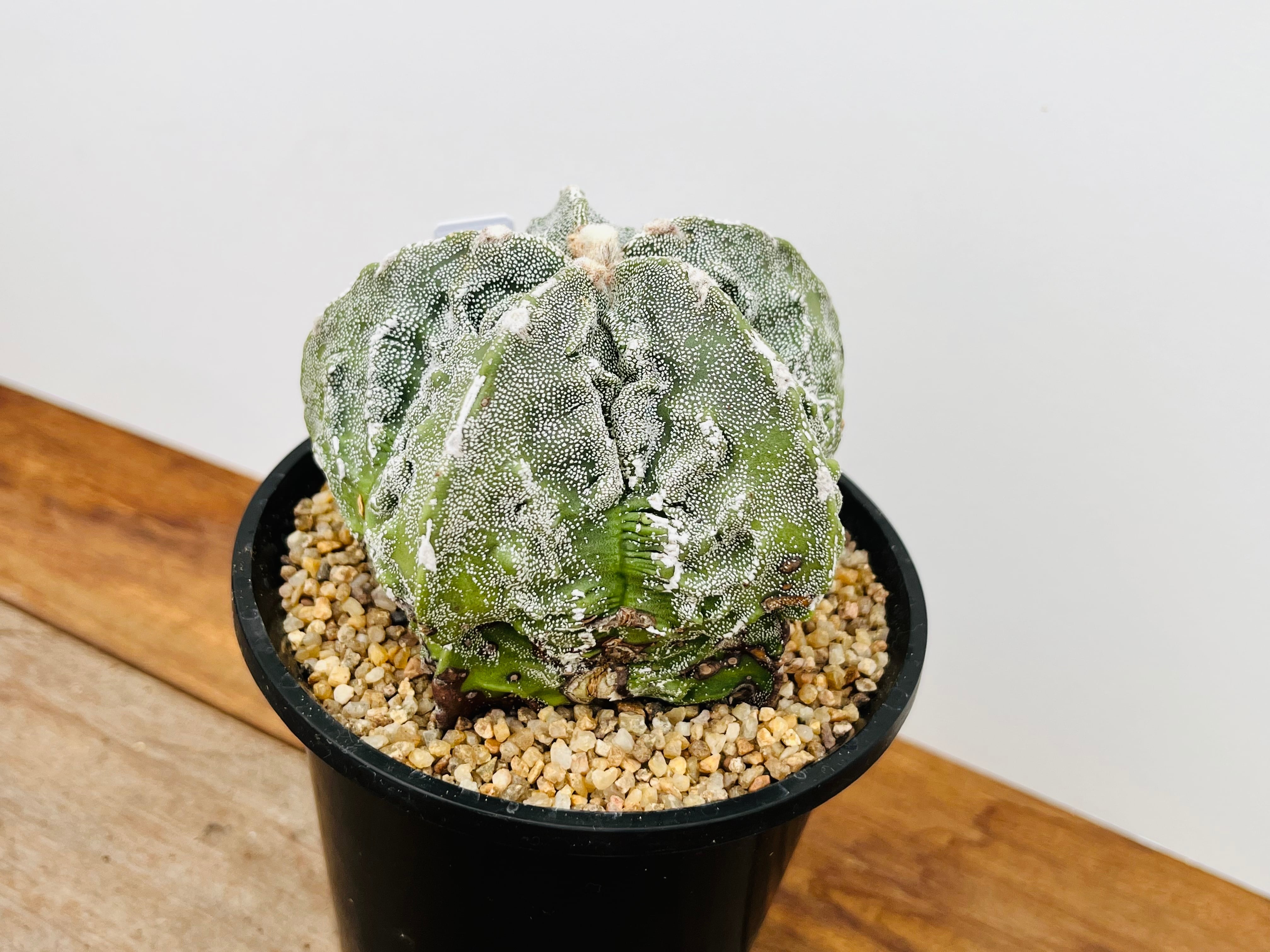 Astrophytum myriostigma アストロフィツム 複隆ランポー 複隆鸞鳳玉