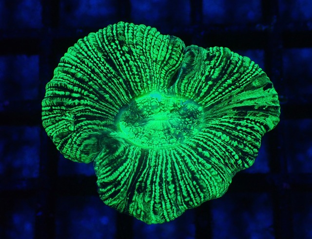 Trachyphyllia Toxic 1