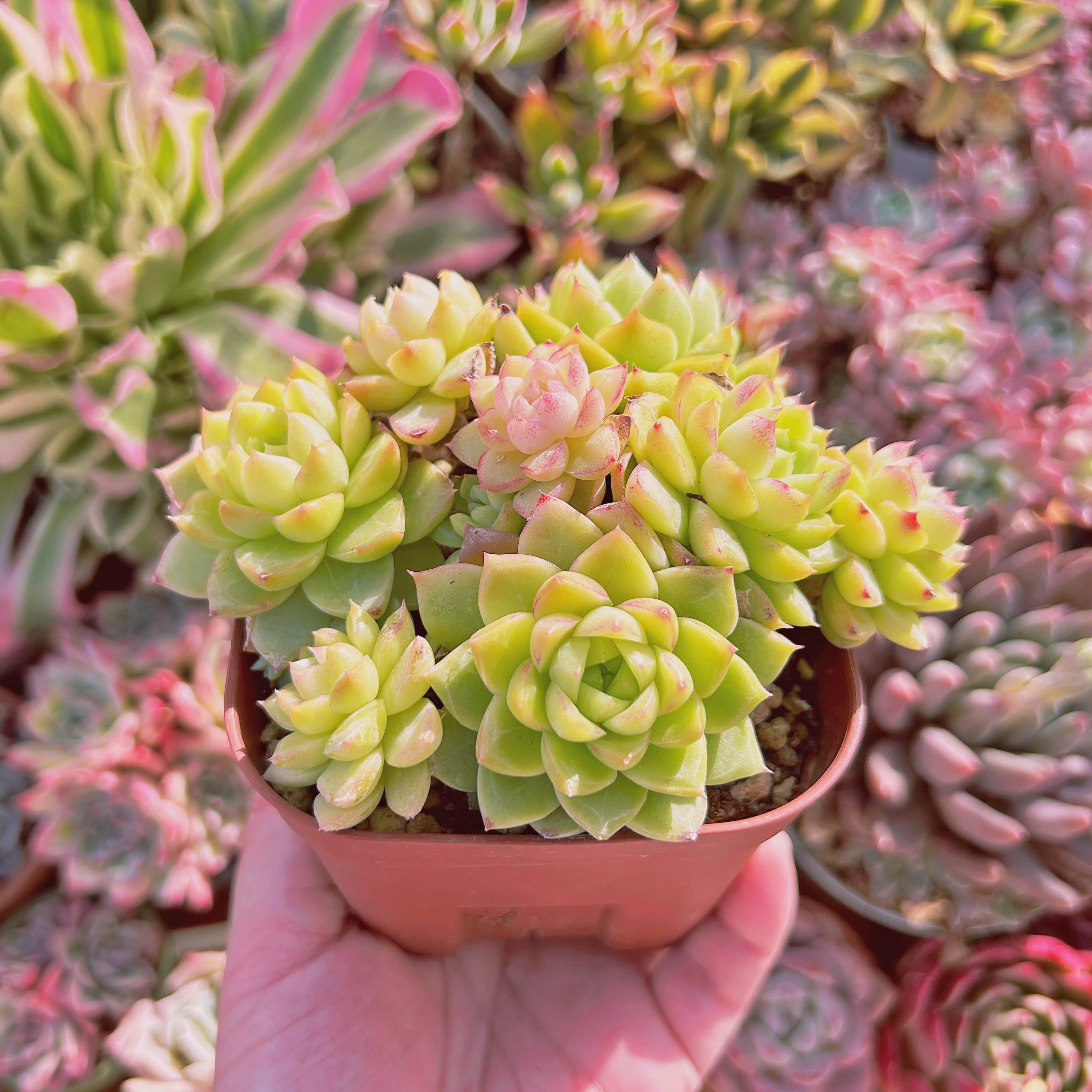 Top【選抜株】多肉植物　23097クィーンHyb　105個　プラグトレー苗 現物 多肉植物 Echeveria レッドクィーン 大群生 抜き苗 | るる農園