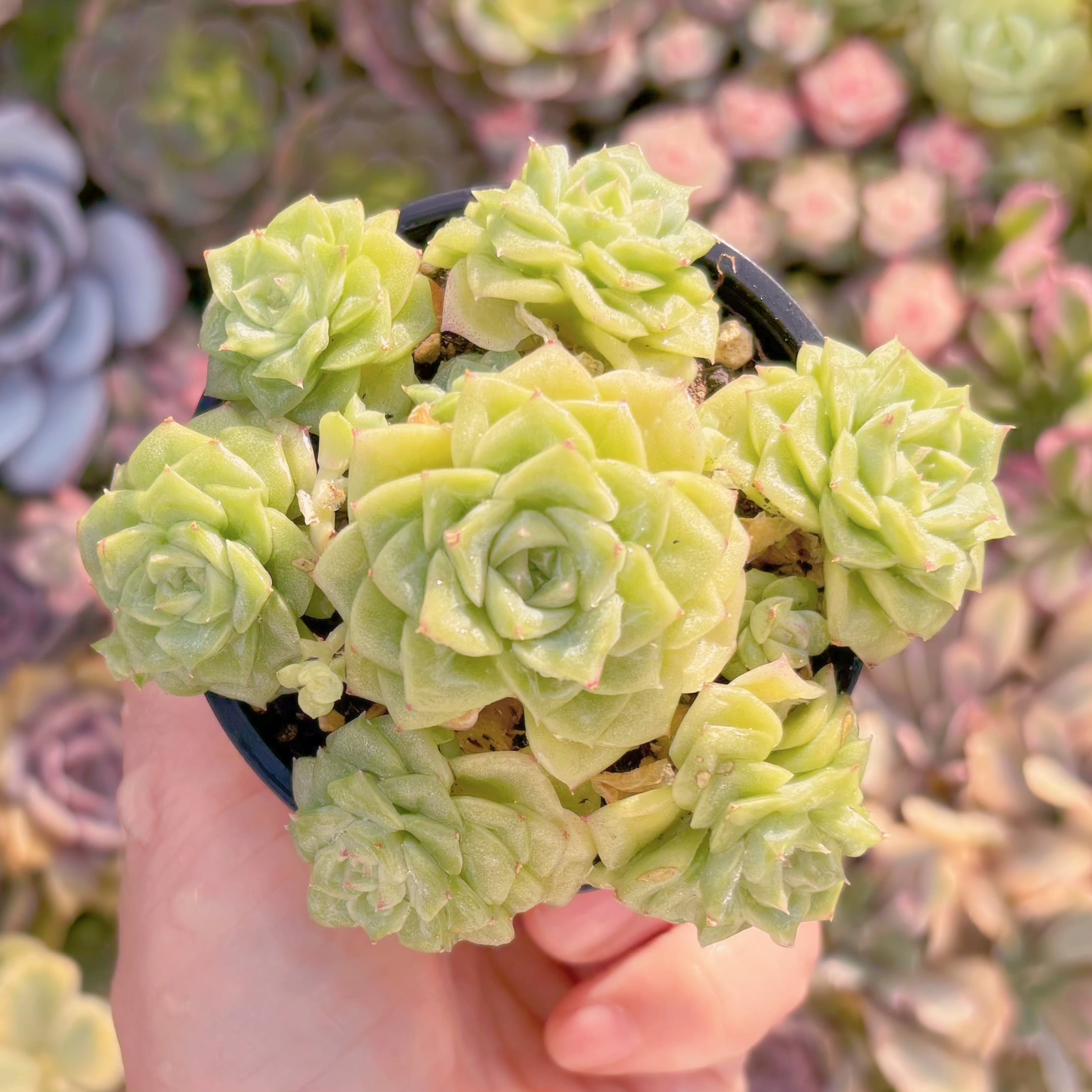 現品　ホワイトスワン#A08　群生　るる農園