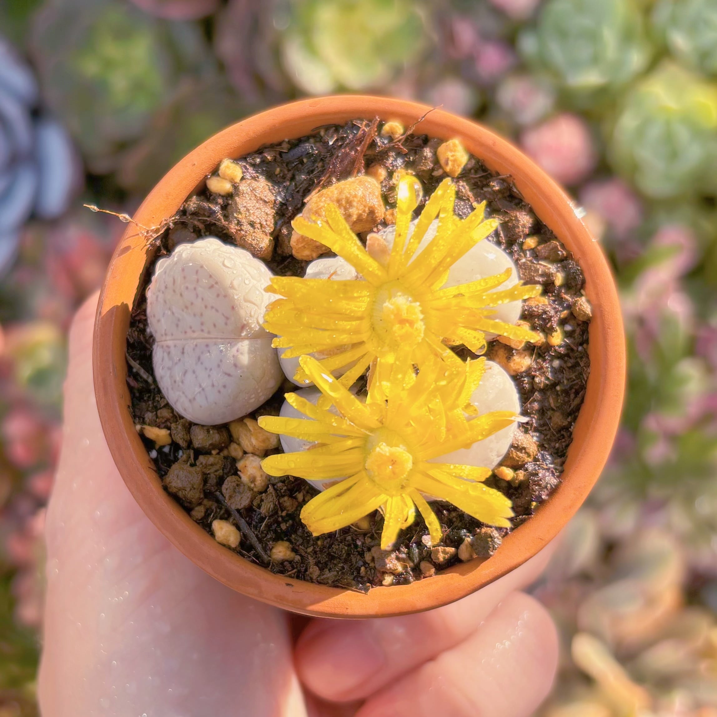 現品　メセン　綾耀玉#A095　るる農園