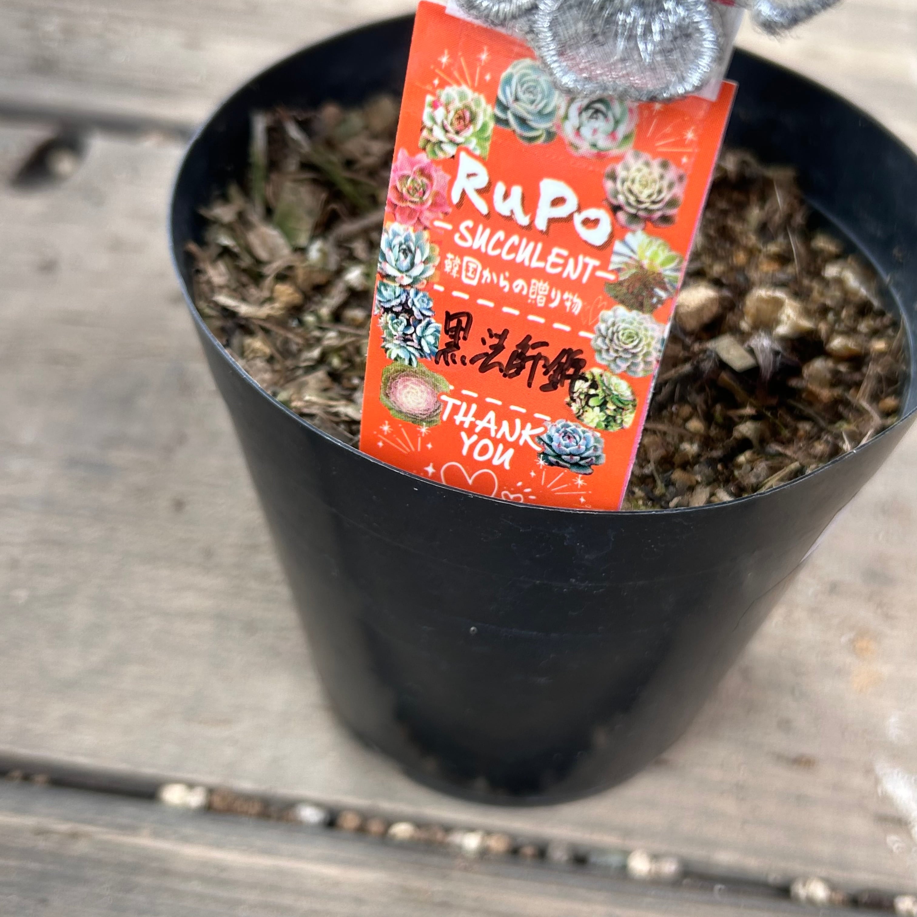 黒法師錦 アエオニウム 韓国苗 | RuPo 多肉植物専門店