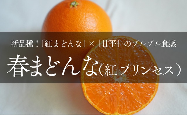 【2026年売り切れ】春まどんな・ちょいブサおうち用（紅プリンセスと同品種・）　1kg~