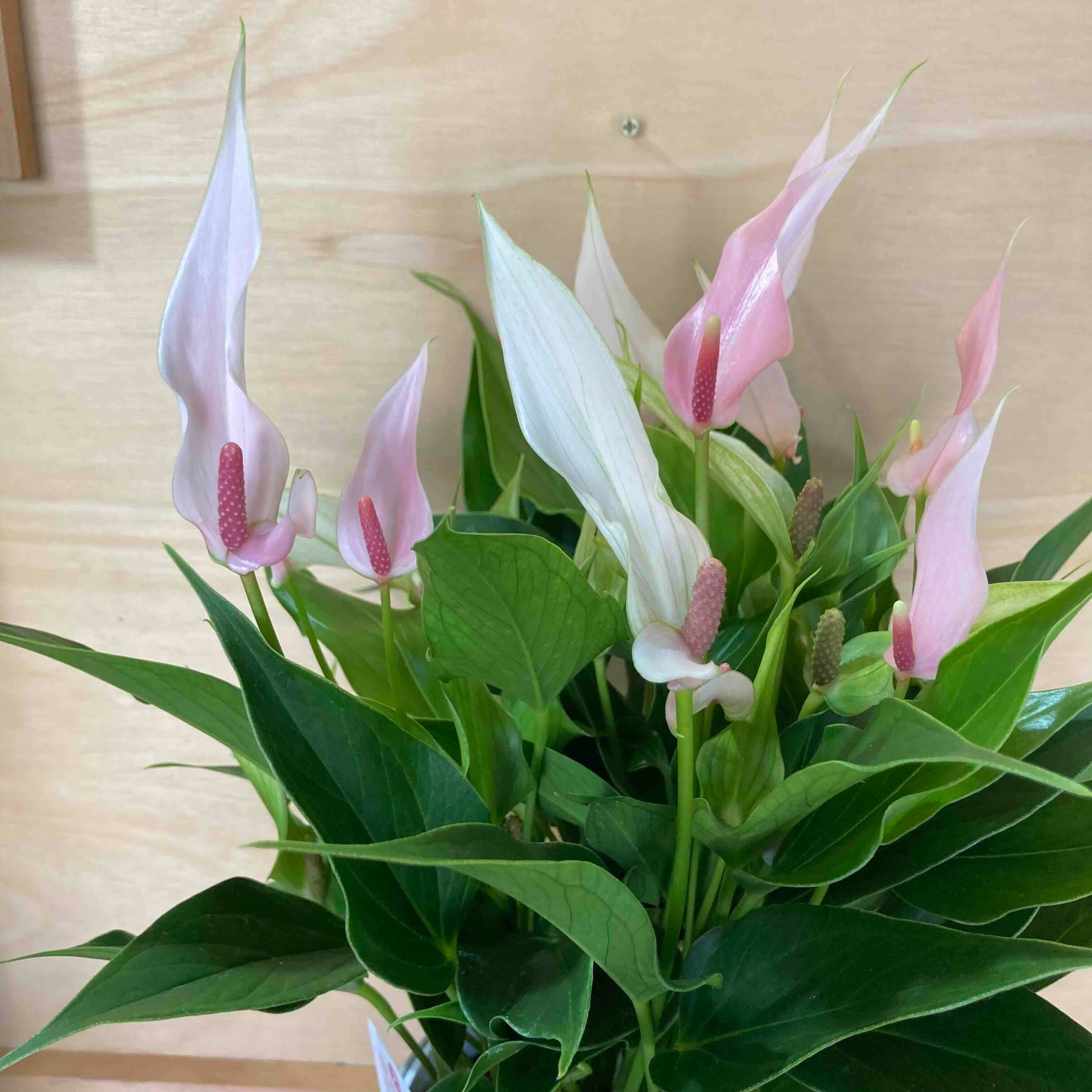 アンスリウム・リリー