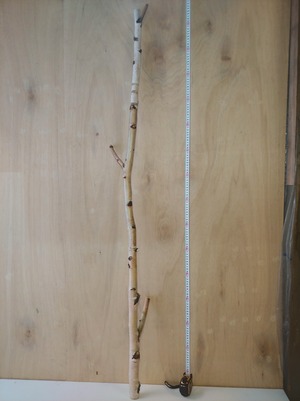 白樺枝1.5m 細　太さ4cm