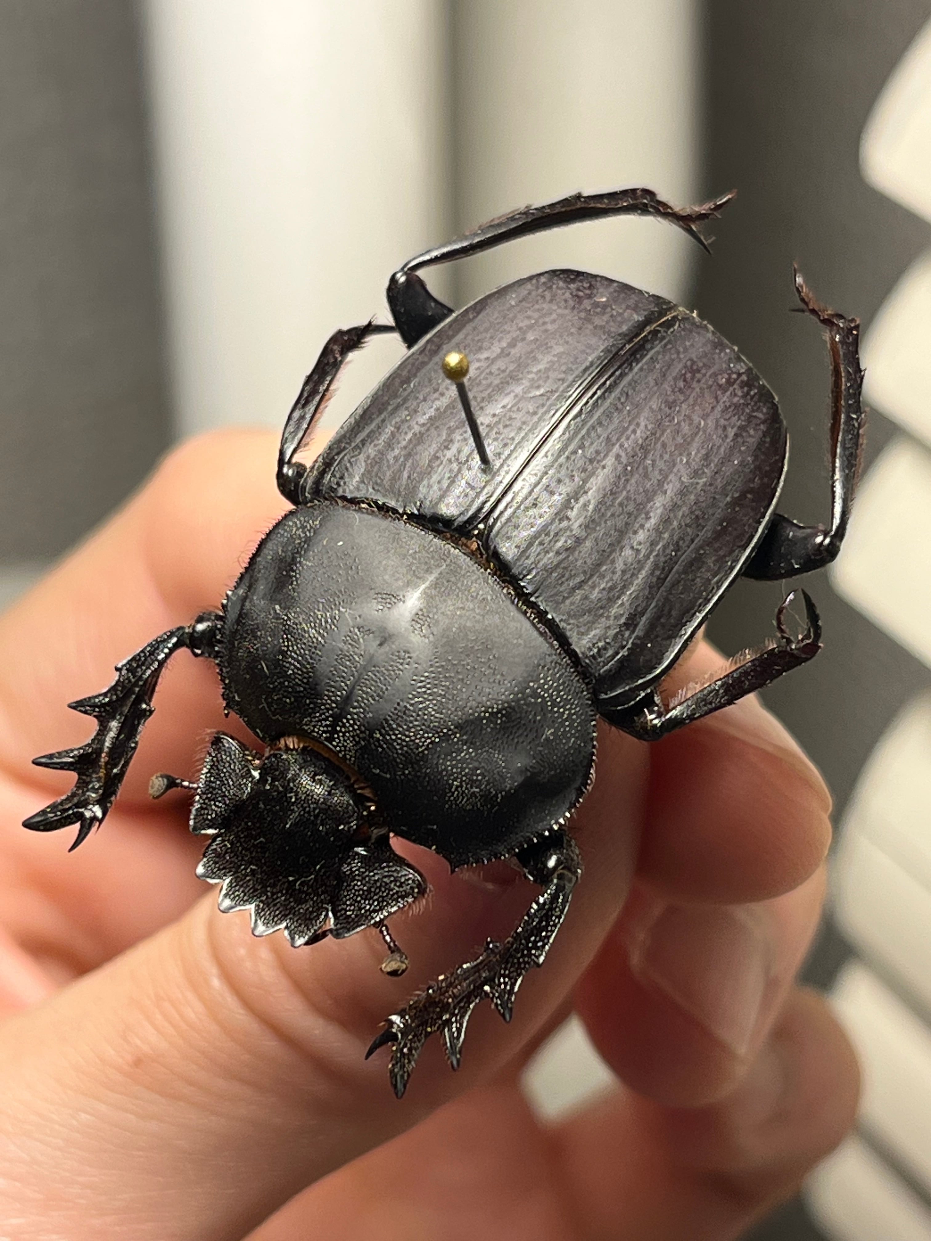 糞虫標本】タマオシコガネの一種 Pachysoma 糞虫フンコロガシ甲虫昆虫