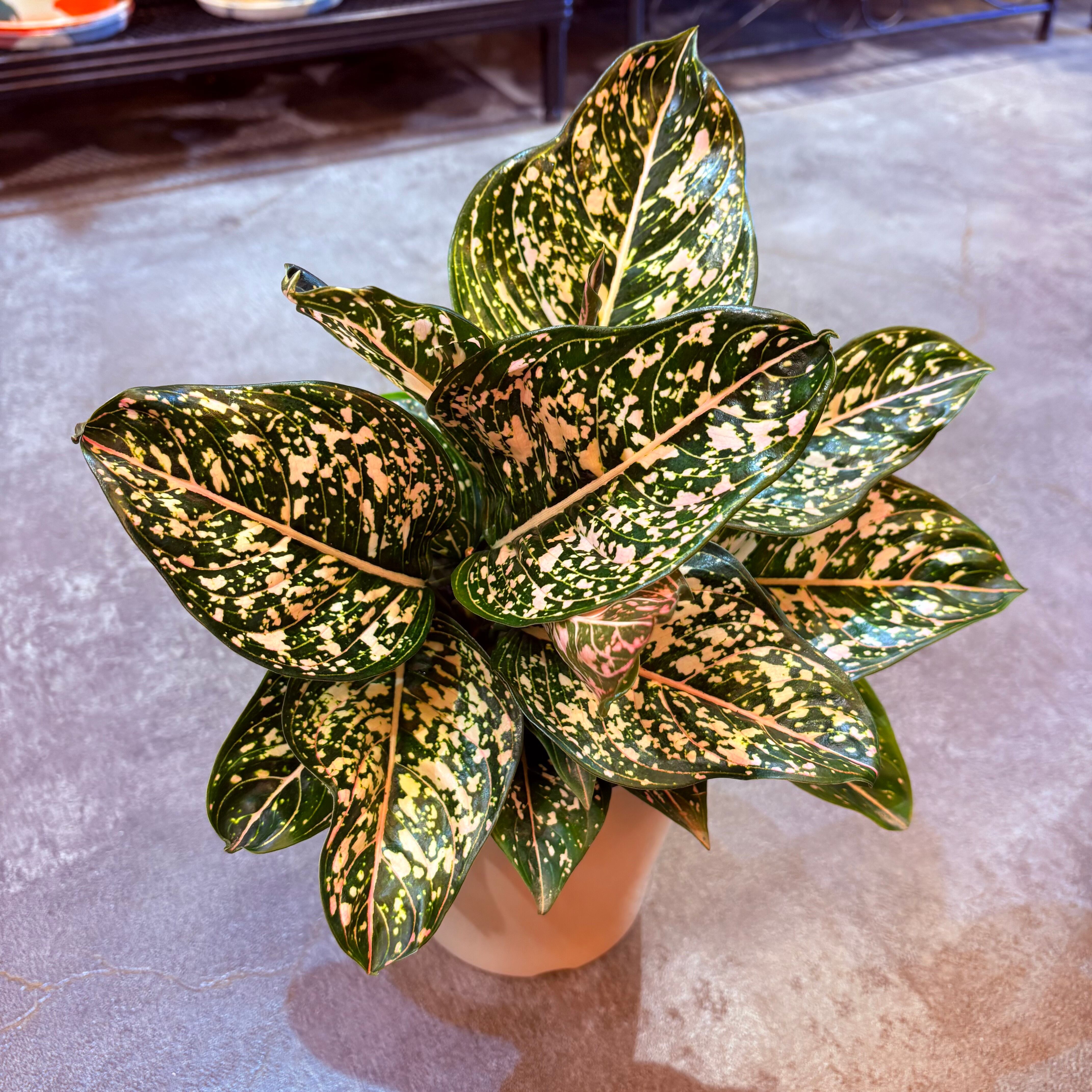 アグラオネマ SP 5号【荒木植物園さん】 | Green Vibes 宇都宮市の観葉